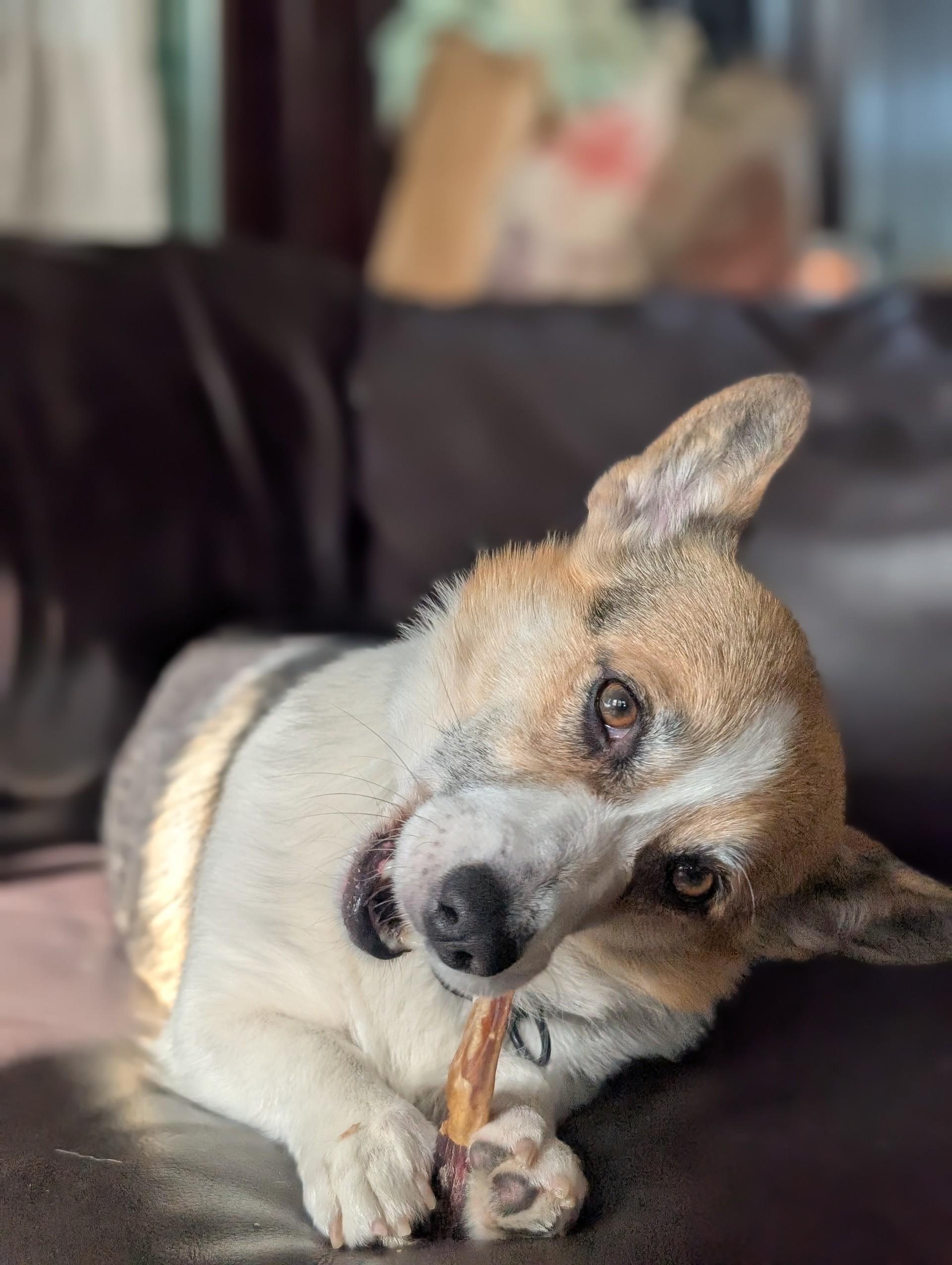 Lexi-I26040, a ADOPTABLE Pembroke Welsh Corgi in Anoka, MN image 2/6