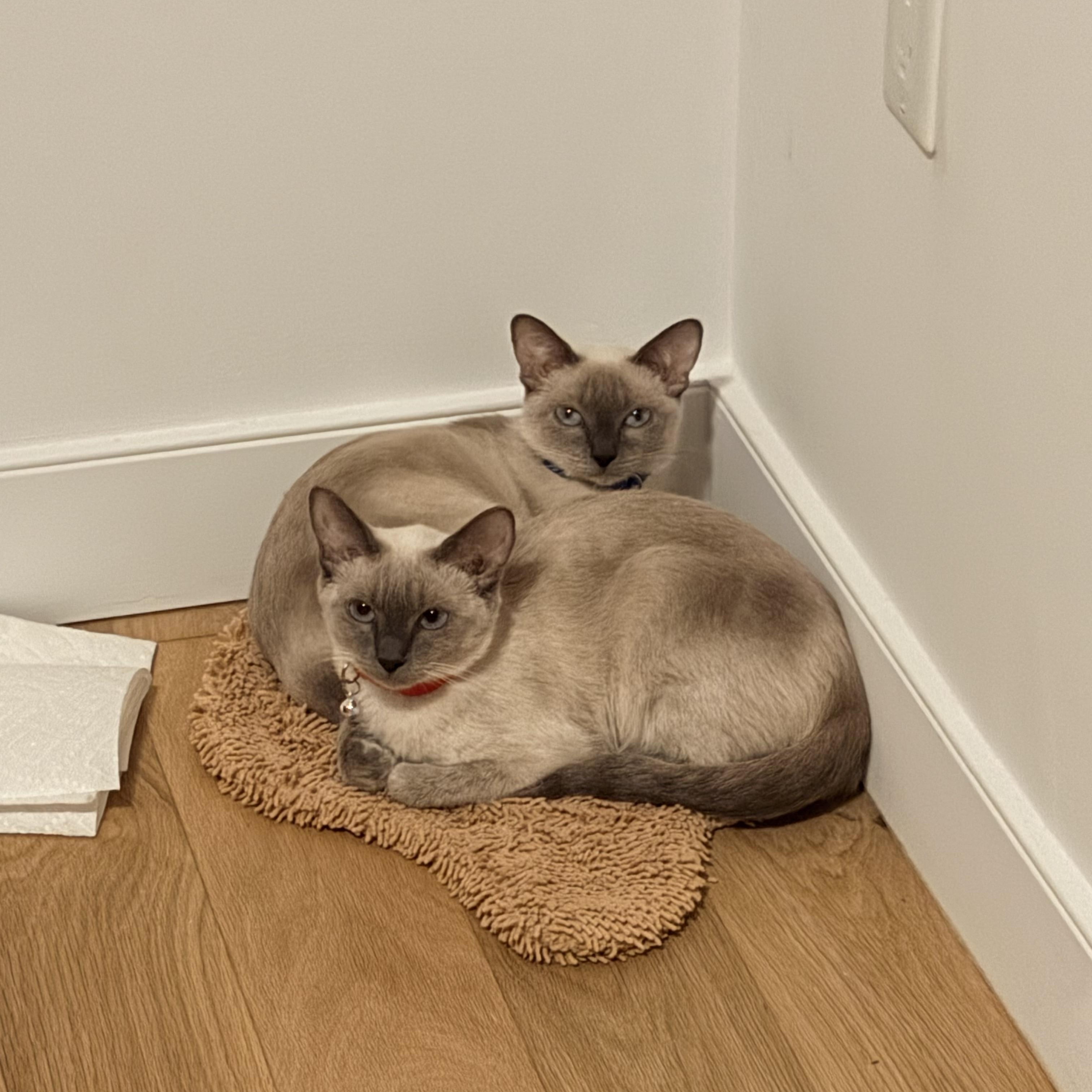 Hershey and Galaxy, Adopted, Kitten Female Siamese.
