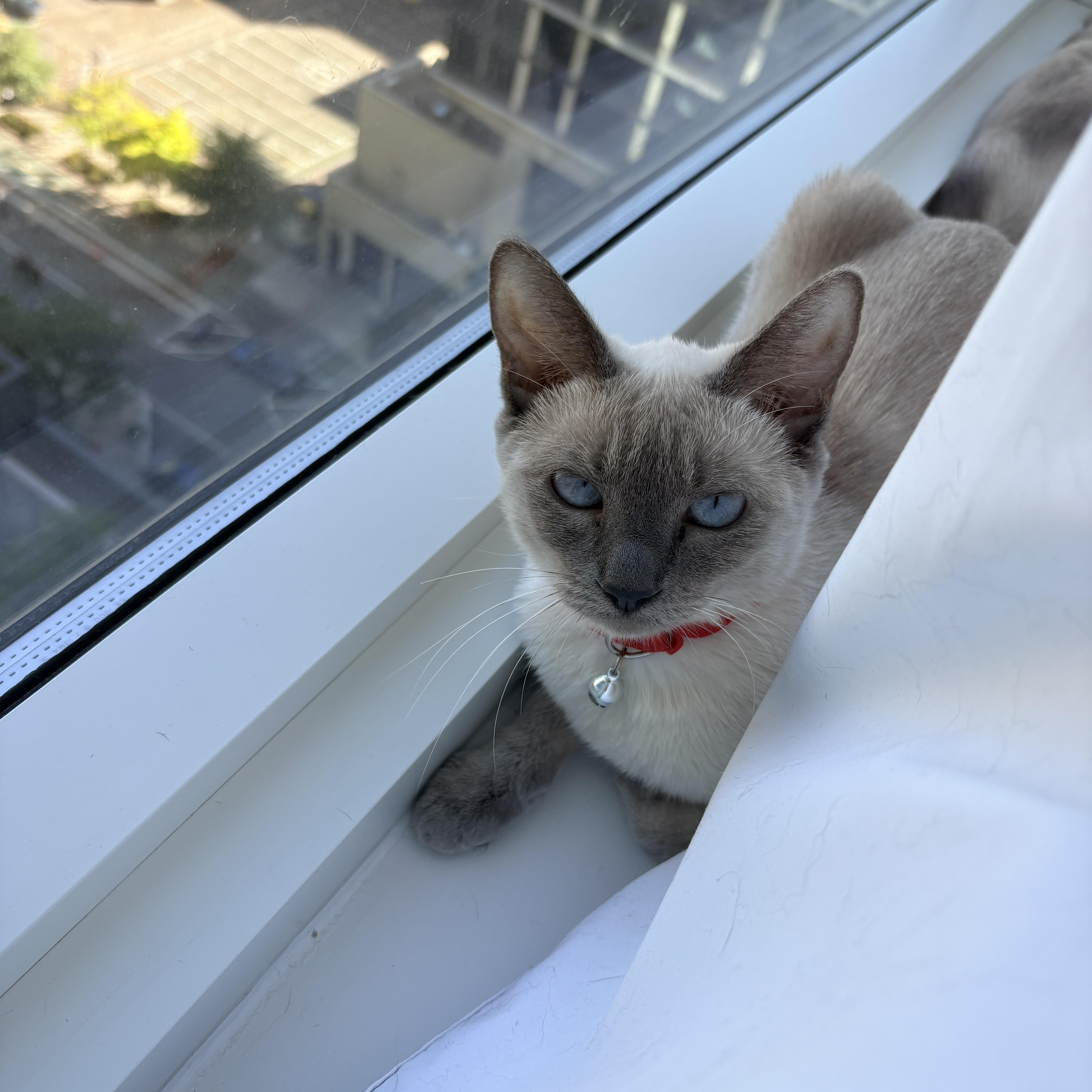 Enlarge Hershey and Galaxy, a Adopted Siamese in Brooklyn, NY image 2/6