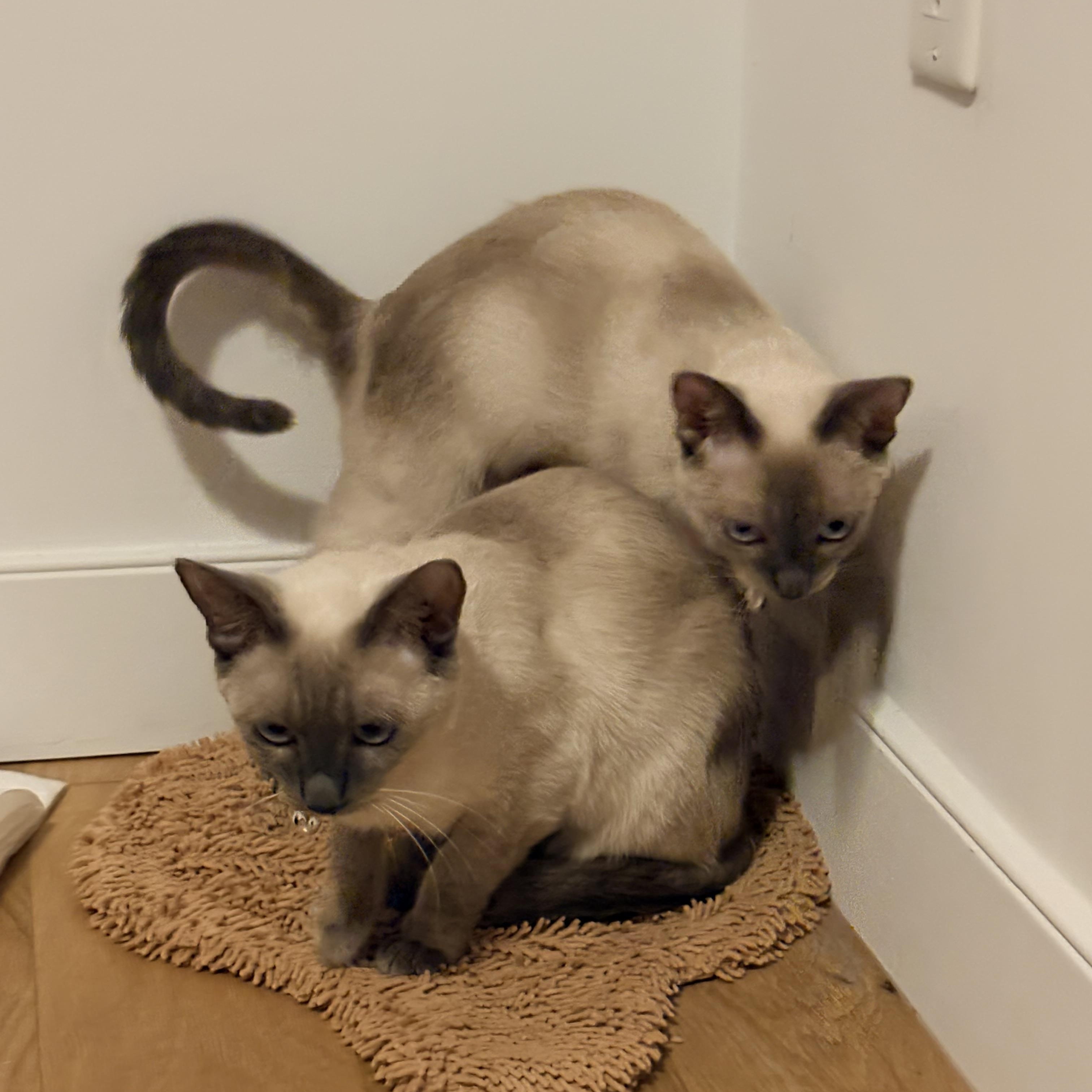 Enlarge Hershey and Galaxy, a Adopted Siamese in Brooklyn, NY image 6/6