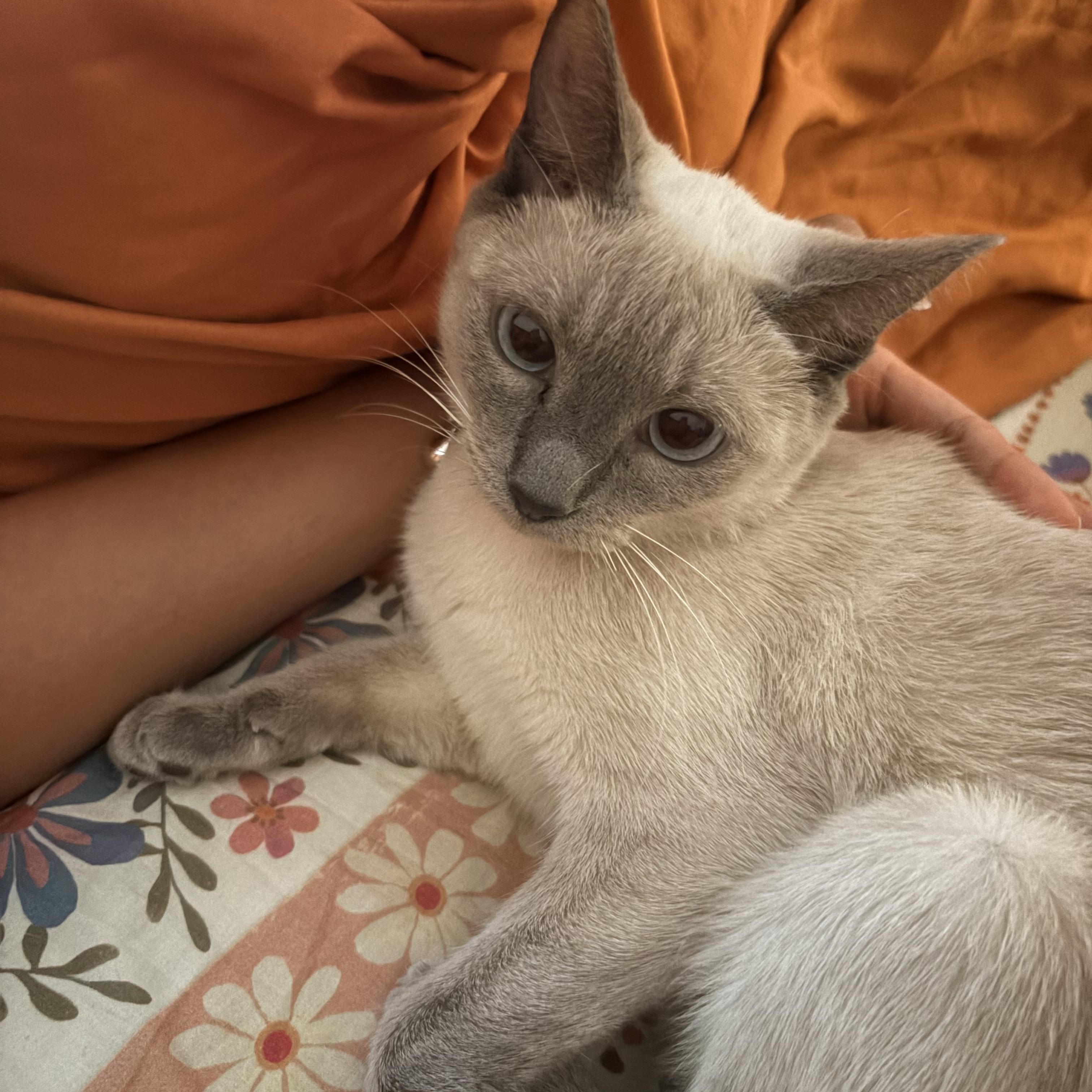 Enlarge Hershey and Galaxy, a Adopted Siamese in Brooklyn, NY image 5/6