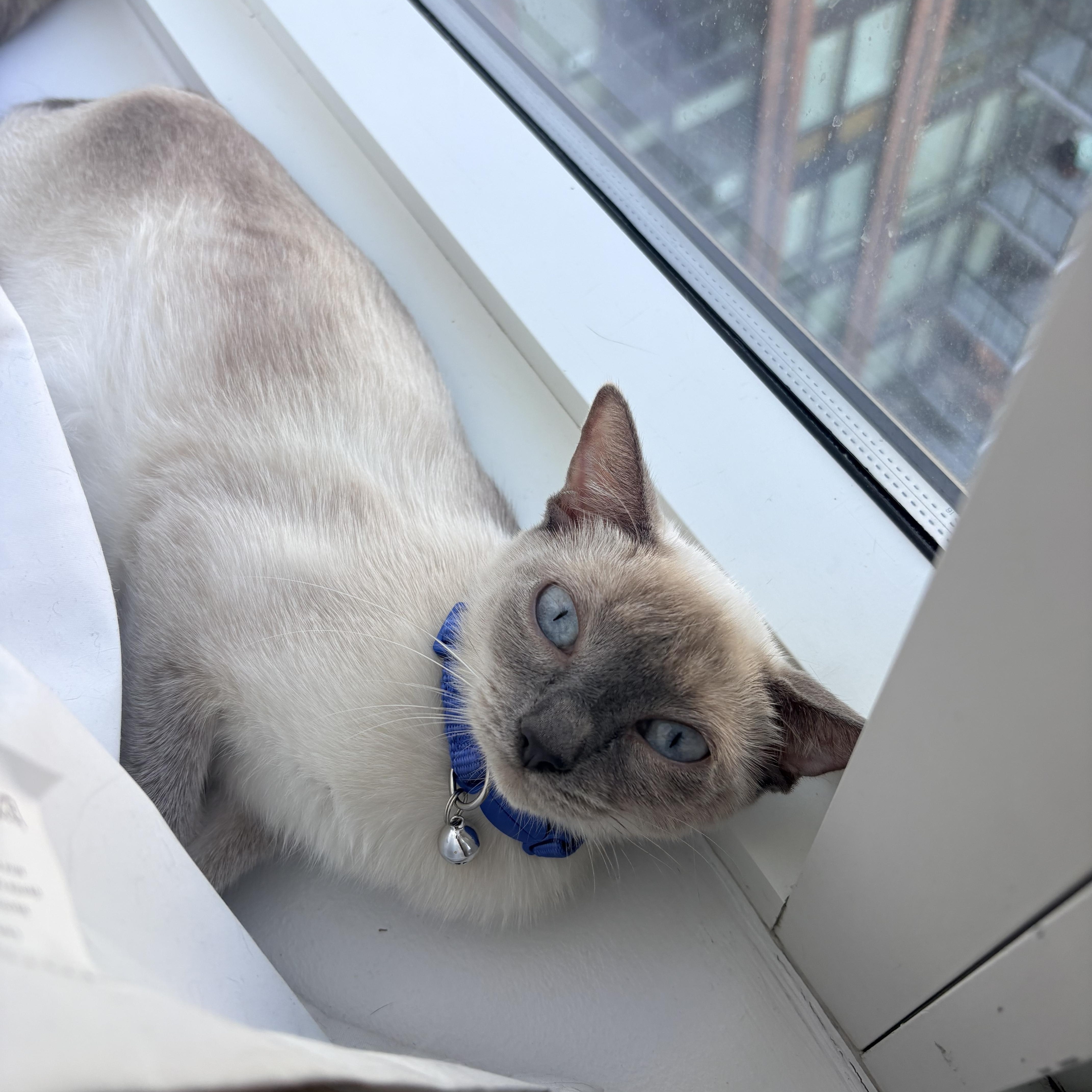 Enlarge Hershey and Galaxy, a Adopted Siamese in Brooklyn, NY image 3/6