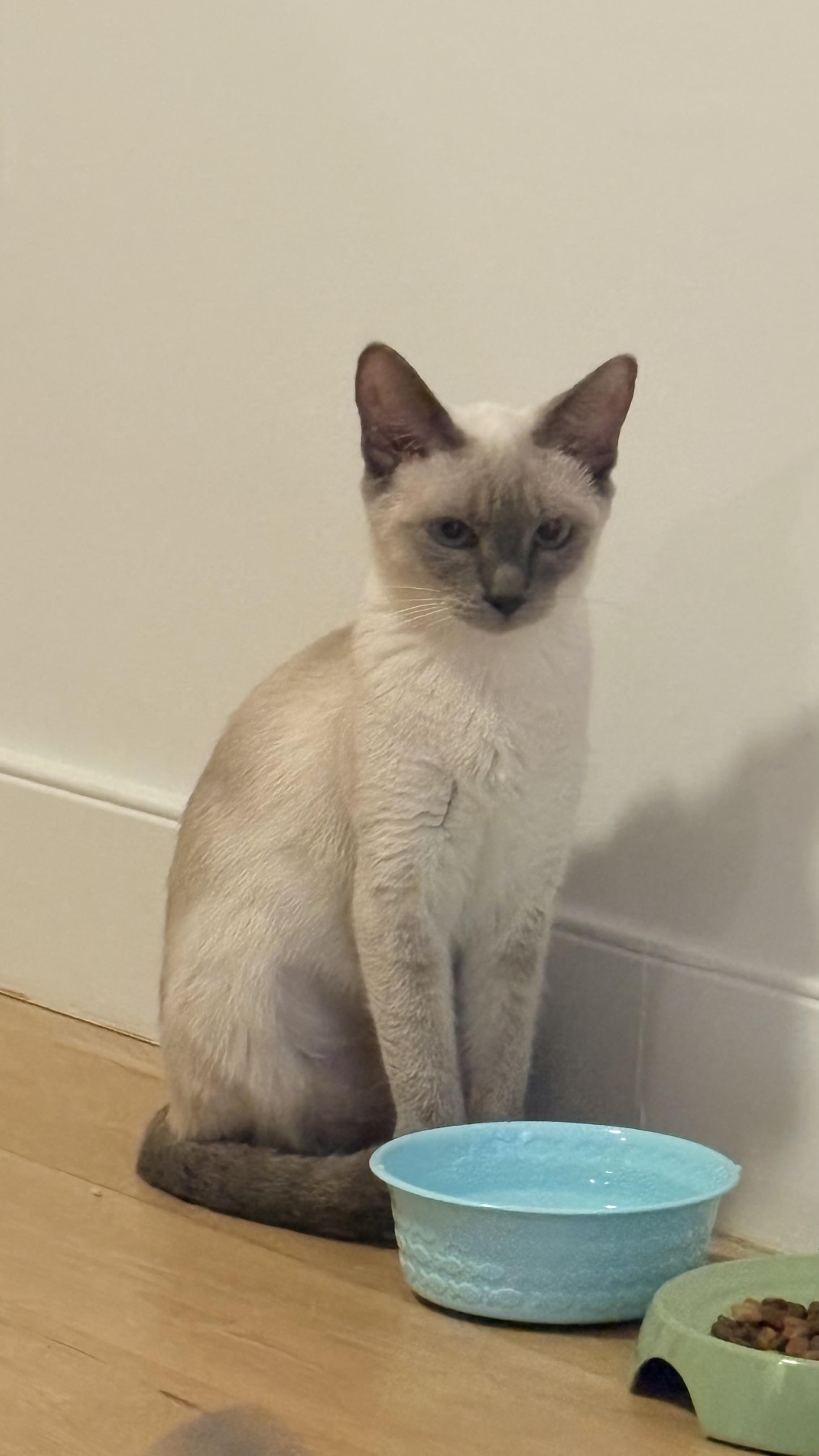 Enlarge Hershey and Galaxy, a Adopted Siamese in Brooklyn, NY image 4/6