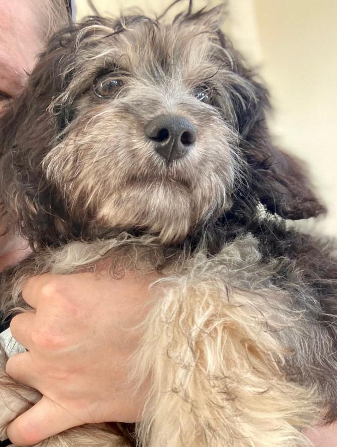 Cashmere, Adopted, Puppy Male Poodle & Mixed Breed.