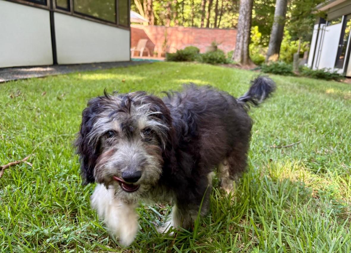 Enlarge Cashmere, a Adopted mixed breed in Chapel Hill, NC image 2/4