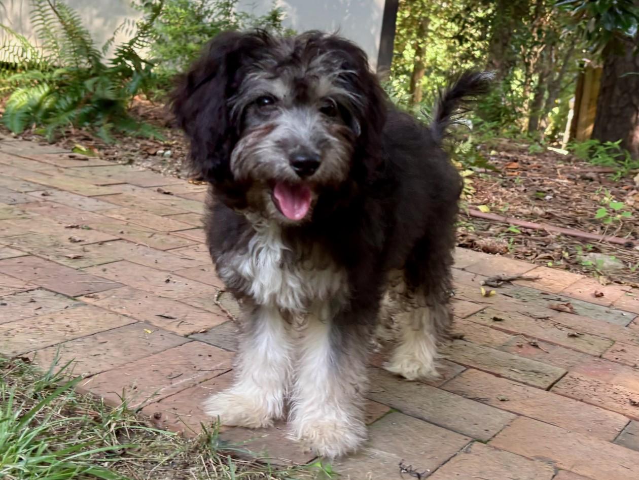 Enlarge Cashmere, a Adopted mixed breed in Chapel Hill, NC image 3/4