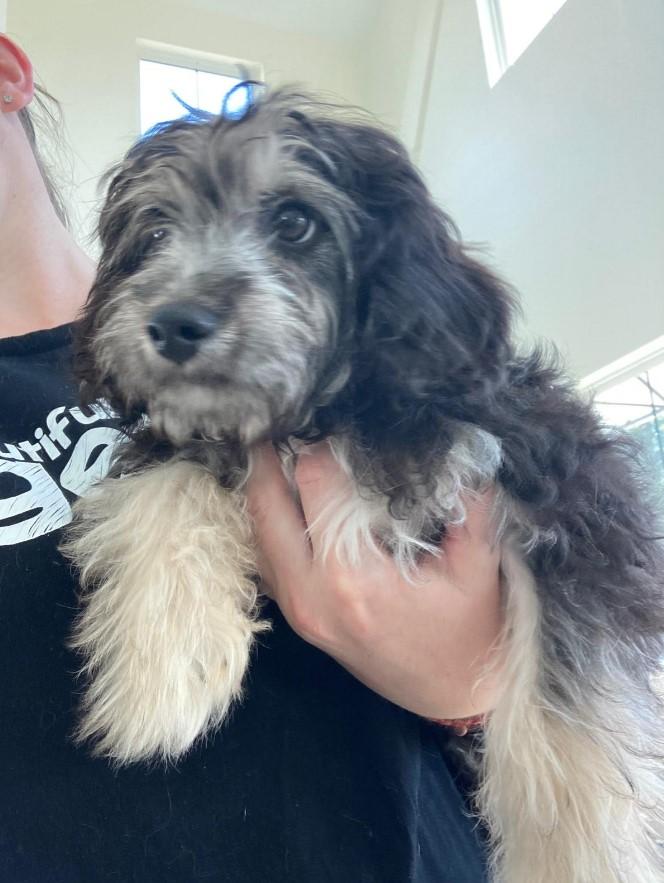 Enlarge Cashmere, a Adopted mixed breed in Chapel Hill, NC image 4/4