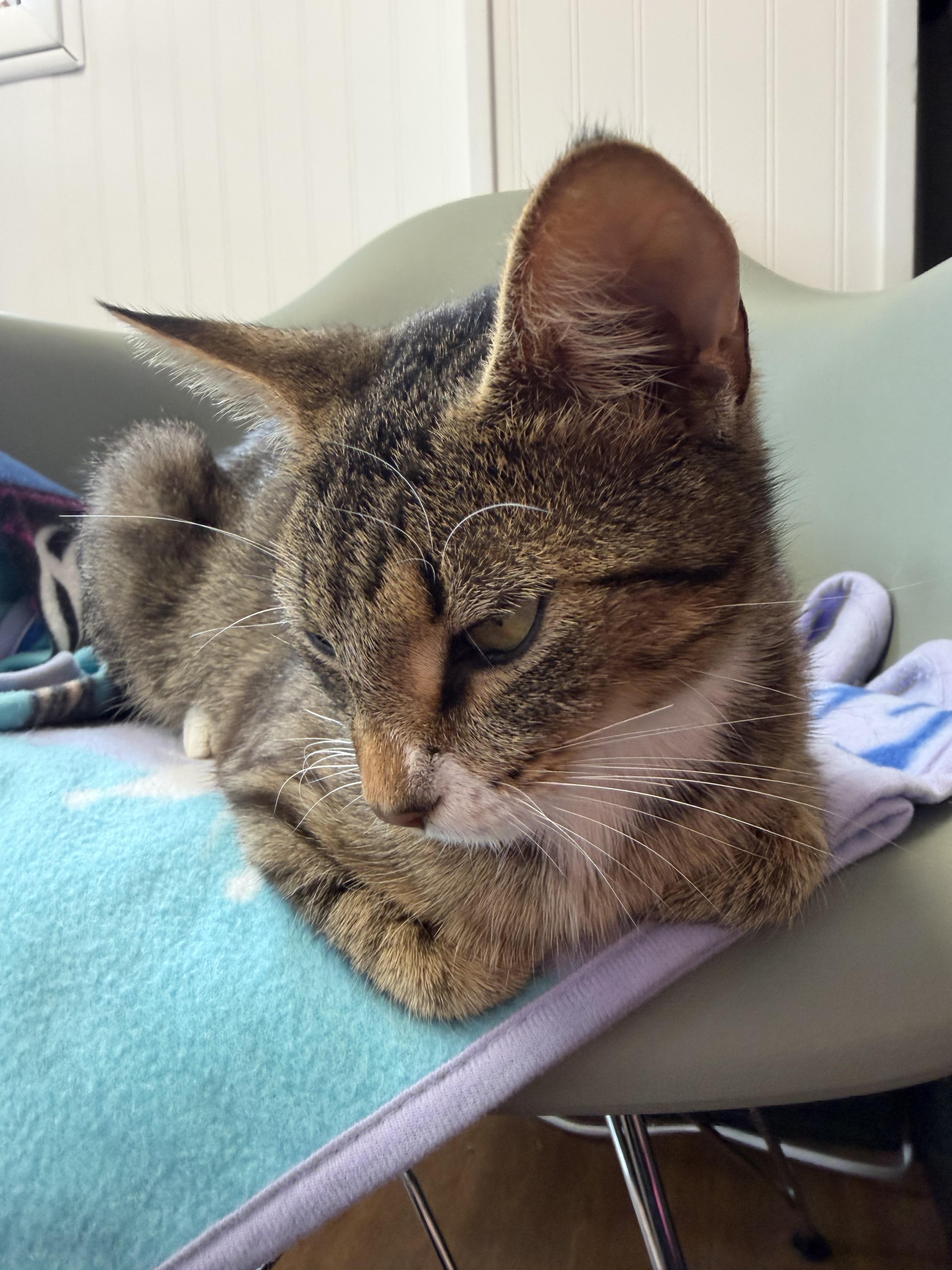 Enlarge Lake, a Adoptable American Shorthair in Bethel Park, PA image 1/3
