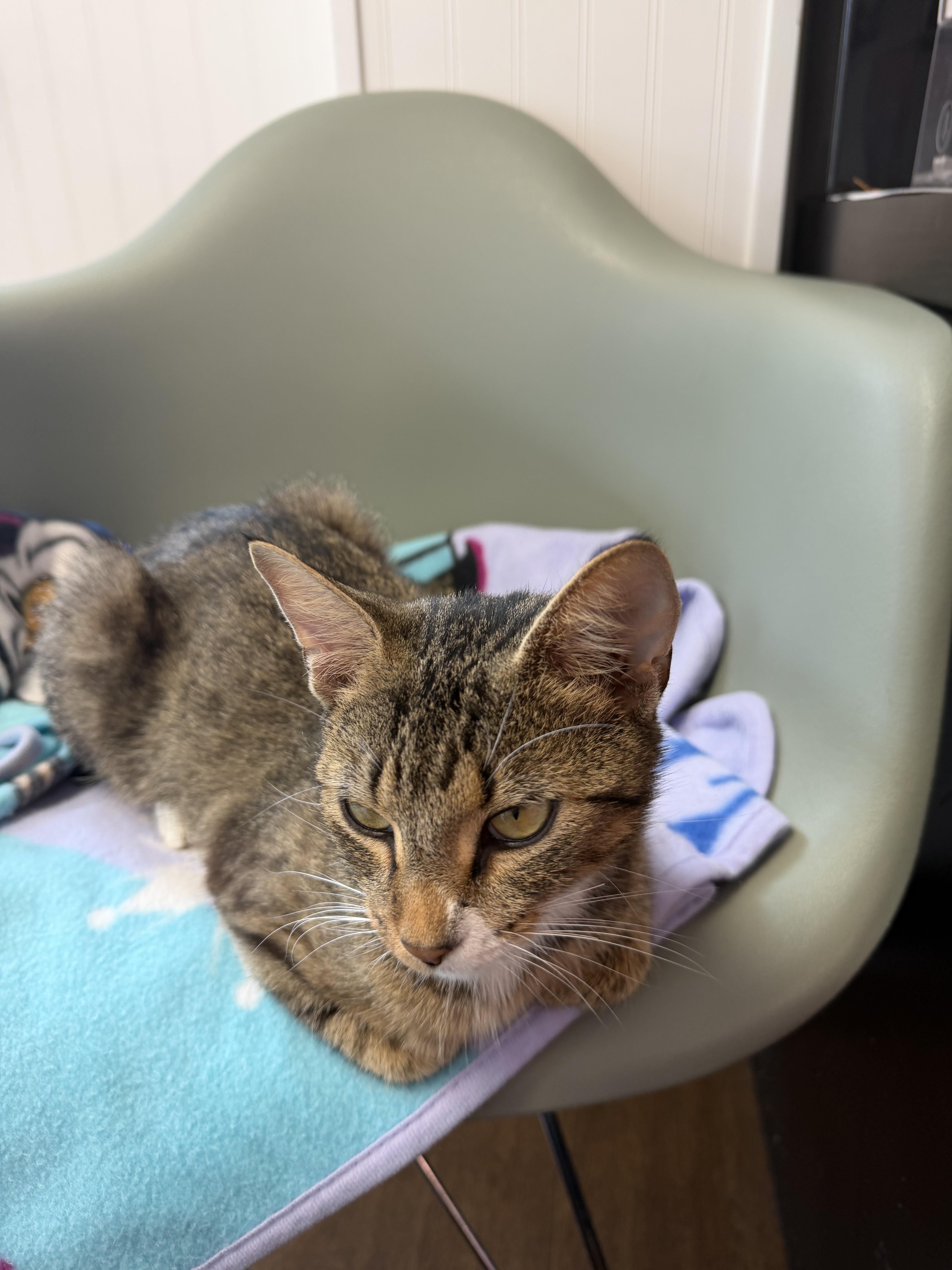 Enlarge Lake, a Adoptable American Shorthair in Bethel Park, PA image 3/3
