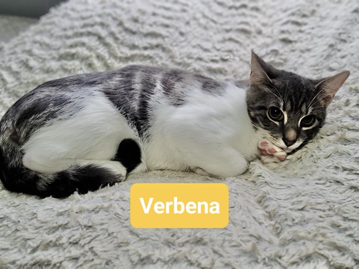 Enlarge VERBENA, a Adoptable mixed breed in Capshaw, AL image 1/1