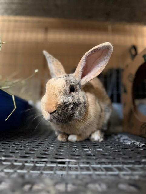 Enlarge MORTY, a Adoptable American in Santa Maria, CA image 1/1