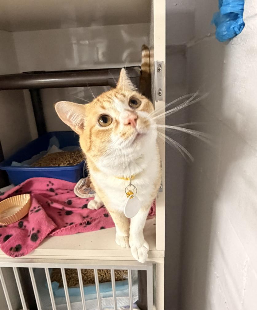 King Jasper, ADOPTABLE, Adult Male Domestic Short Hair.