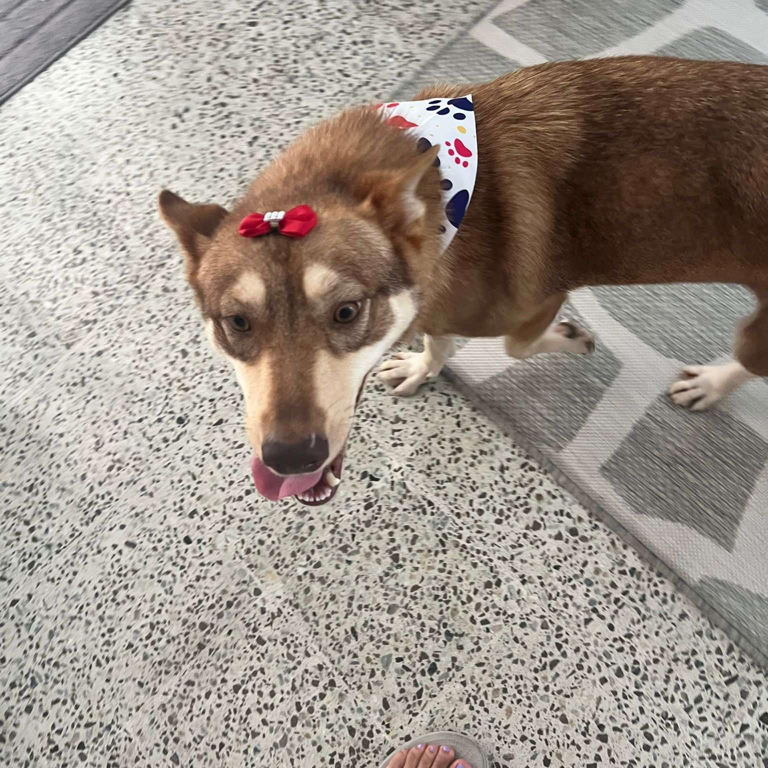 Cali, Adoptable, Adult Female Husky.