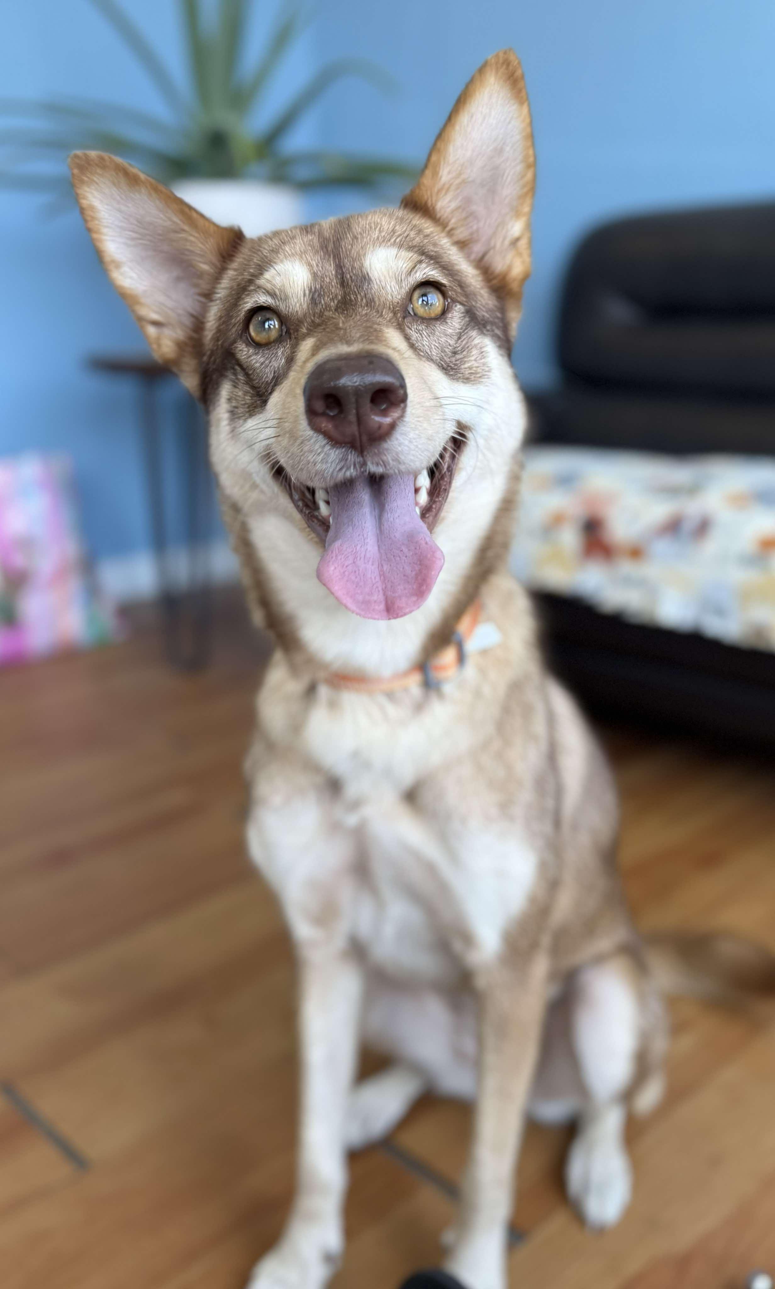 Cali