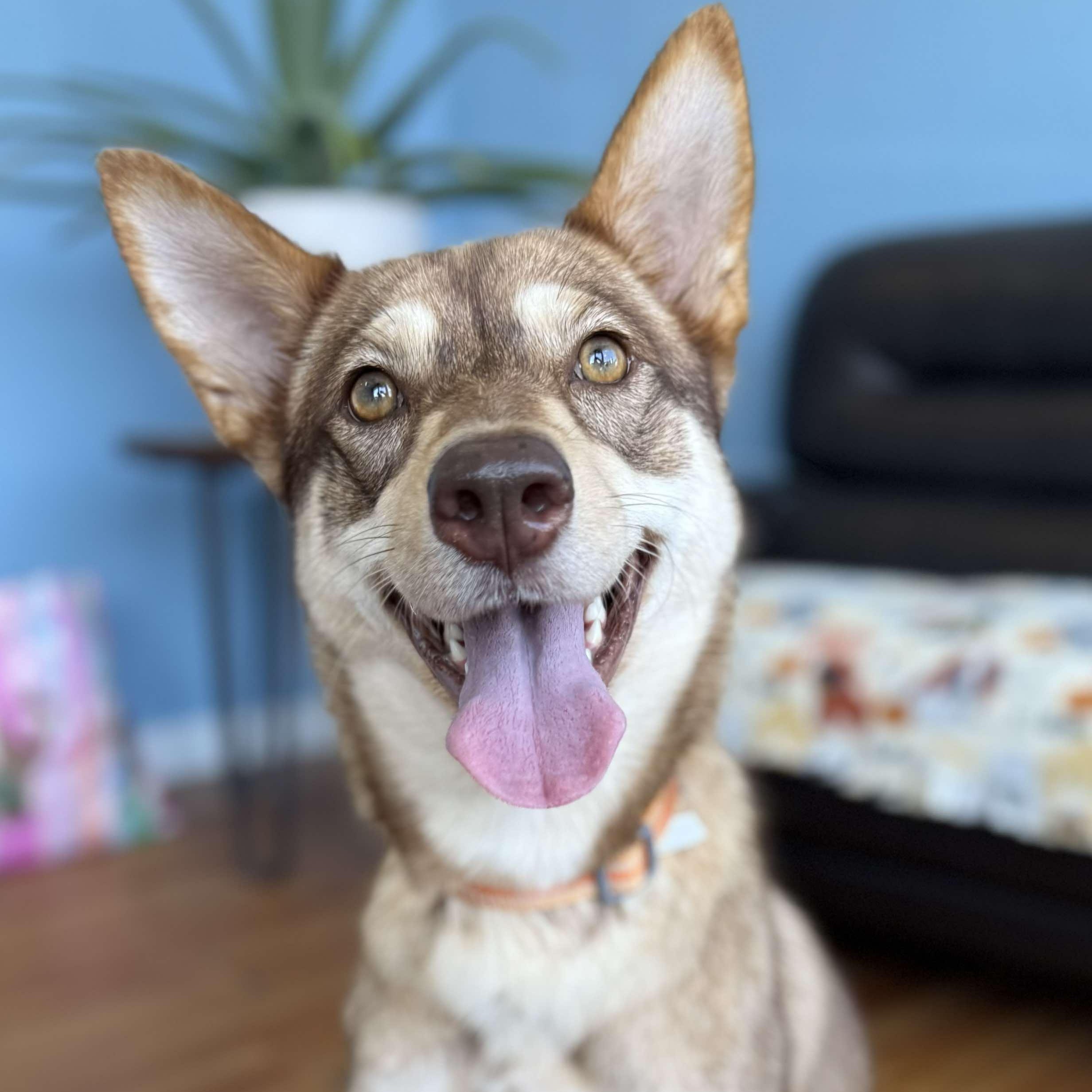 Enlarge Cali, a Adoptable Husky in West Haven, CT image 2/3