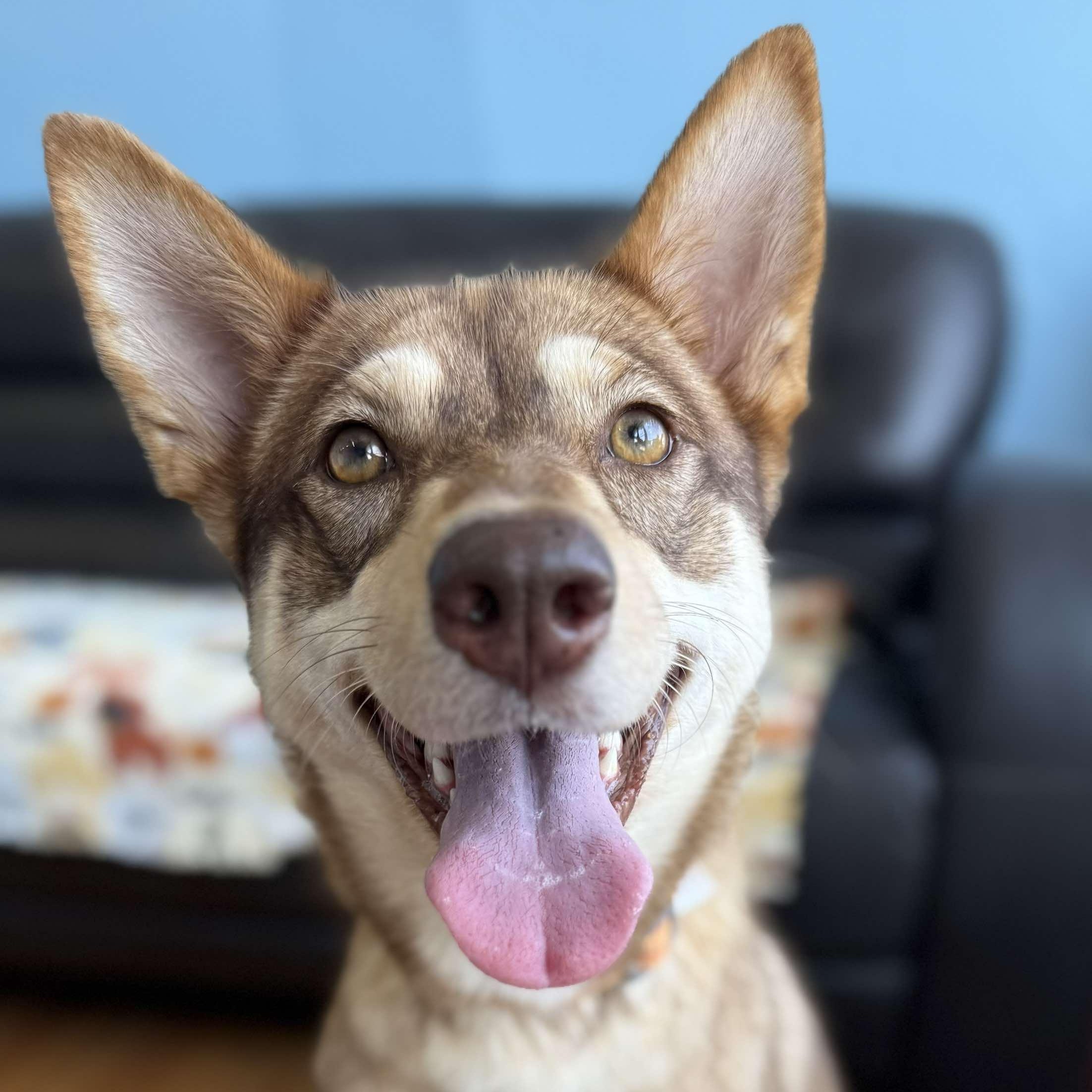Enlarge Cali, a Adoptable Husky in West Haven, CT image 3/3