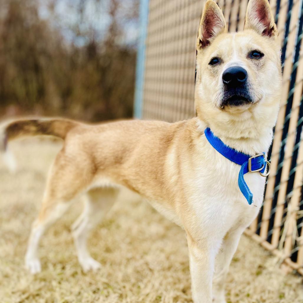 Jenna, a Adoptable mixed breed in Lebanon, MO image 1/4