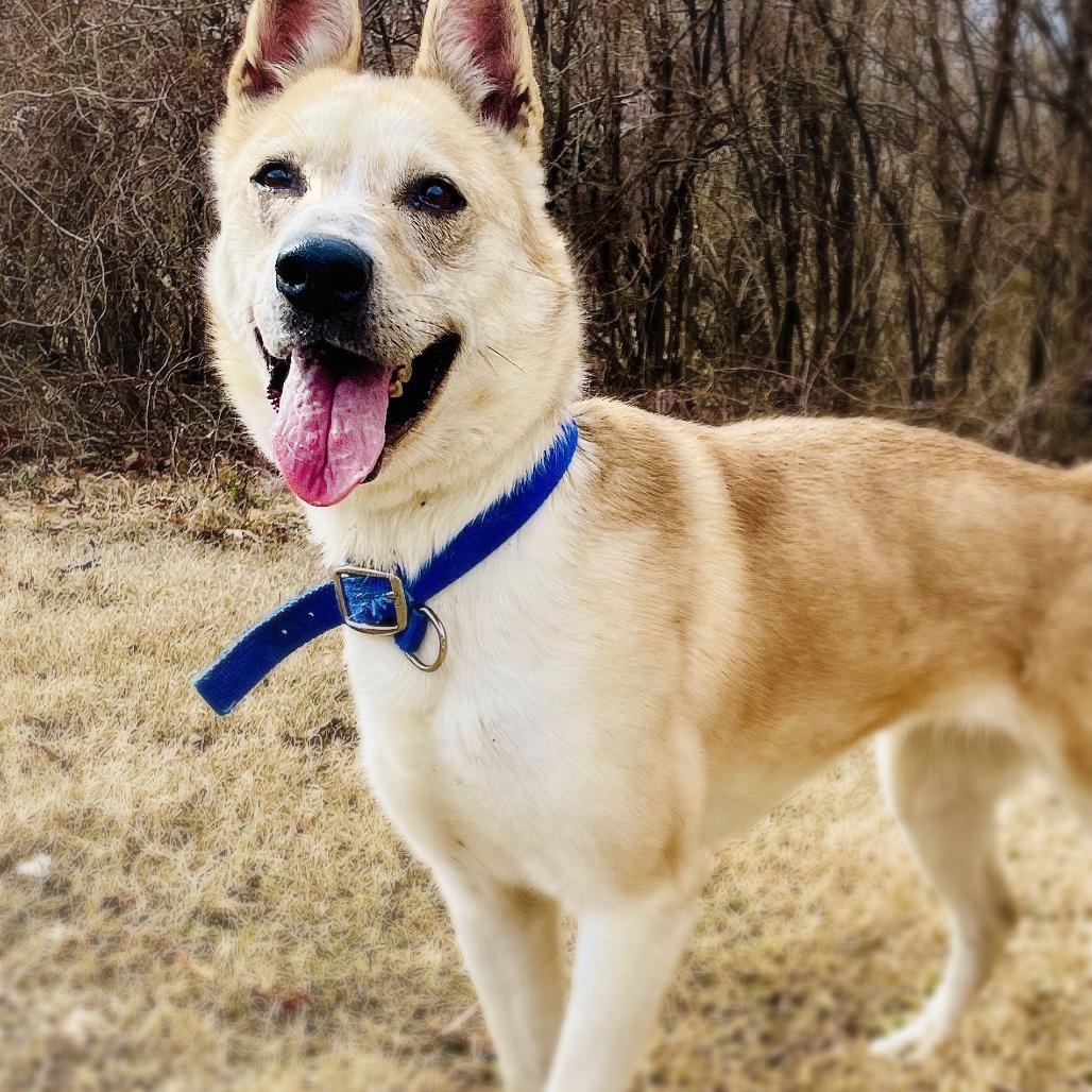Jenna, a Adoptable mixed breed in Lebanon, MO image 2/4