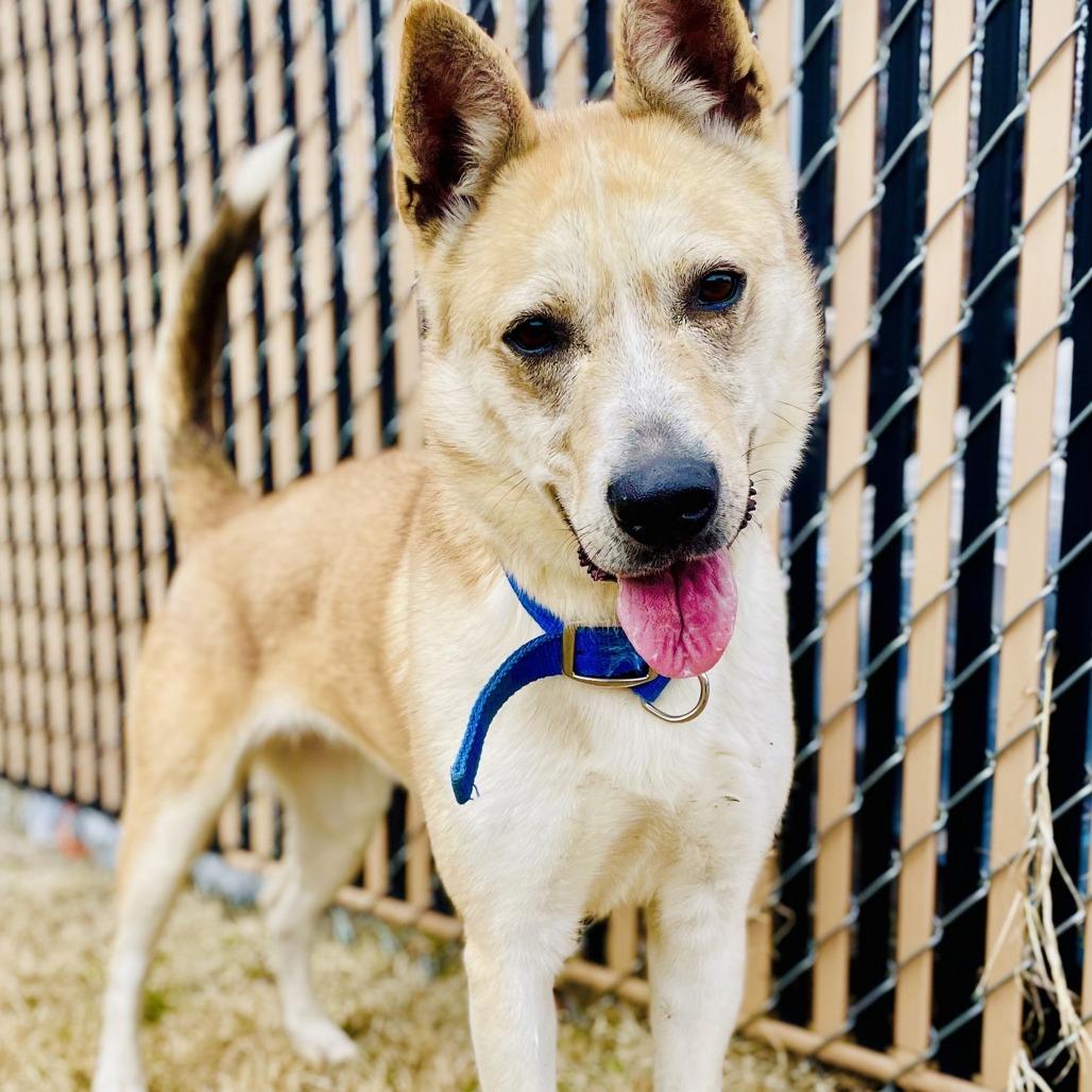 Jenna, a Adoptable mixed breed in Lebanon, MO image 4/4