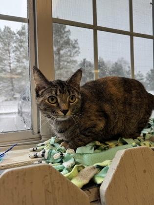 Enlarge Olenka, a Adoptable Domestic Short Hair in Buffalo, MN image 1/1