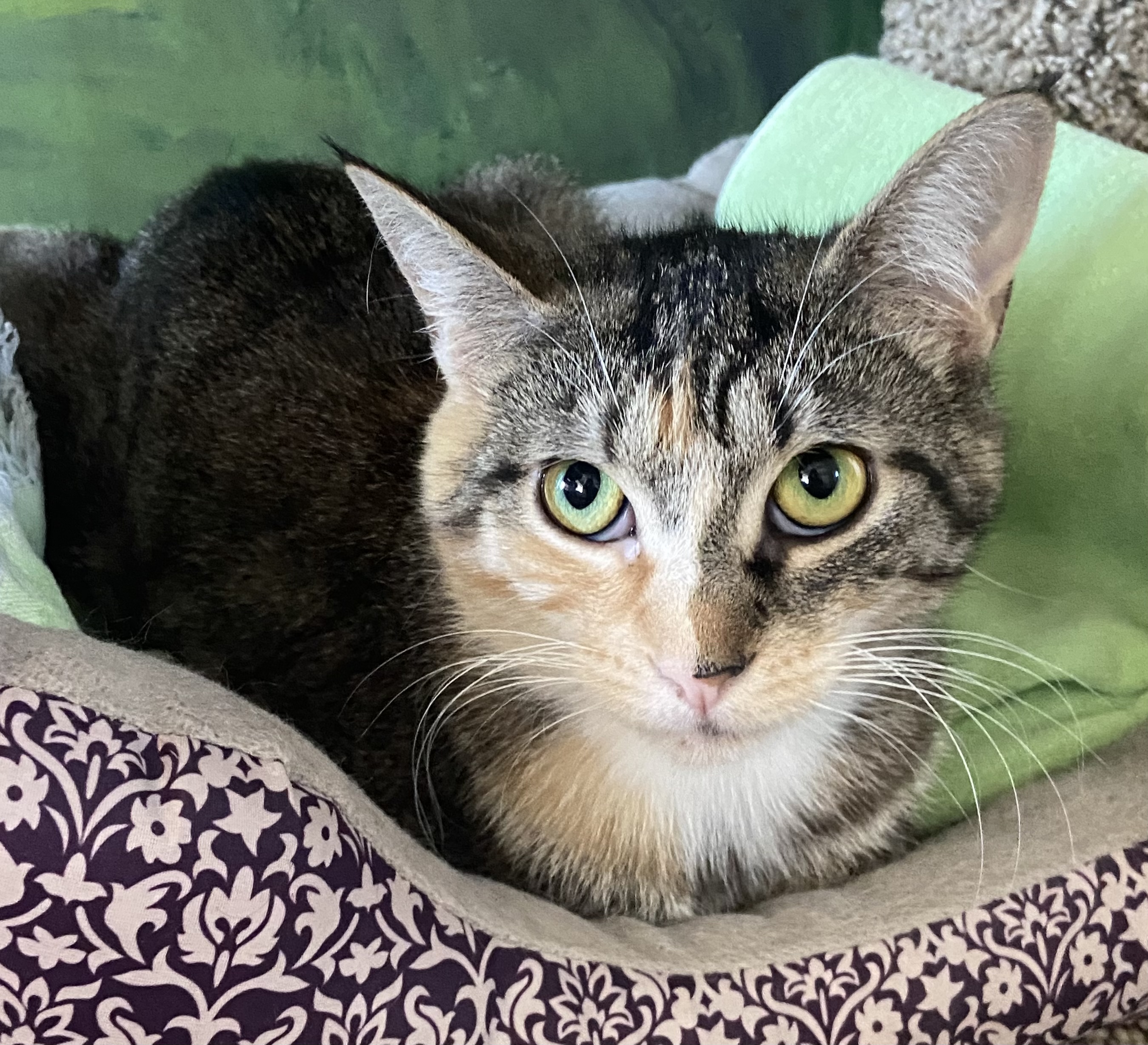 Emerald, Adoptable, Adult Female Domestic Short Hair.