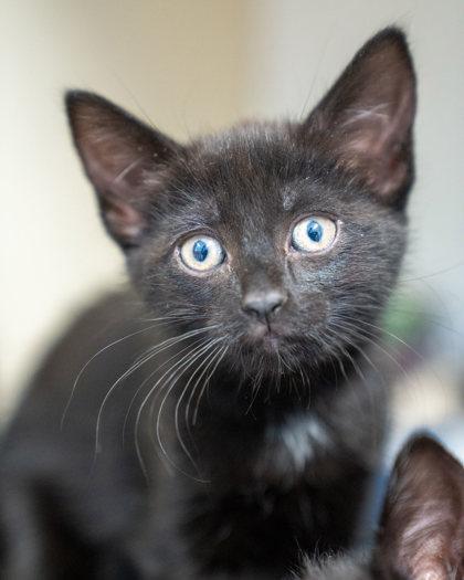 Flan, Adoptable, Kitten Female Domestic Medium Hair & Domestic Short Hair.