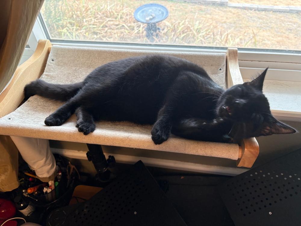 Enlarge Midnight Velvet, a Adoptable Domestic Short Hair in Blanchard, OK image 1/6