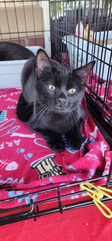Enlarge Midnight Velvet, a Adoptable Domestic Short Hair in Blanchard, OK image 1/3