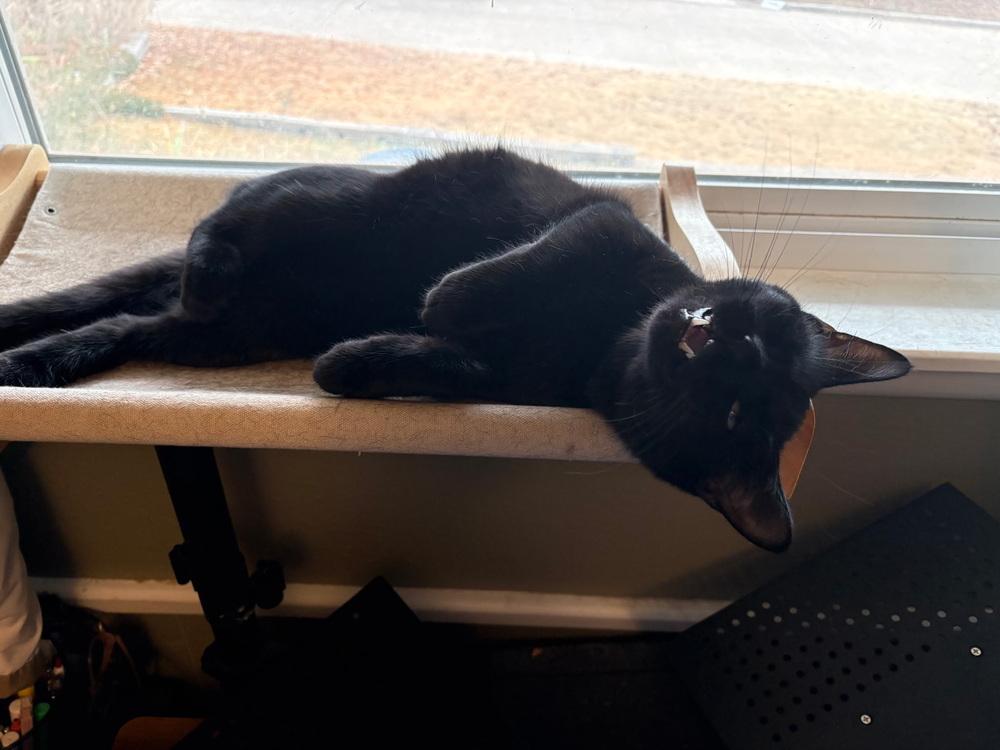 Enlarge Midnight Velvet, a Adoptable Domestic Short Hair in Blanchard, OK image 3/6