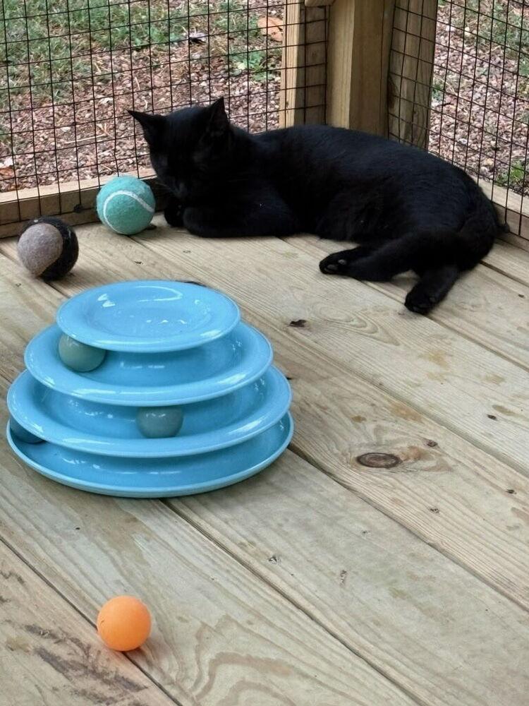 Enlarge Midnight Velvet, a Adoptable Domestic Short Hair in Blanchard, OK image 2/3