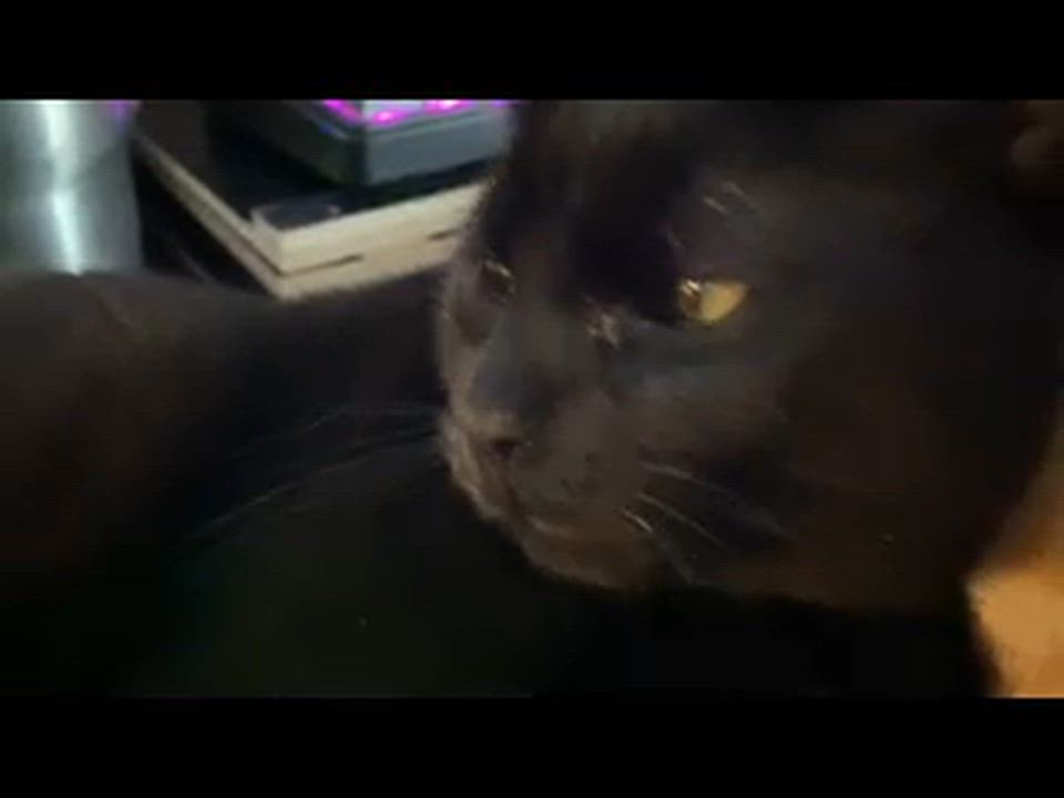 Enlarge Midnight Velvet, a Adoptable Domestic Short Hair in Blanchard, OK video 3/3