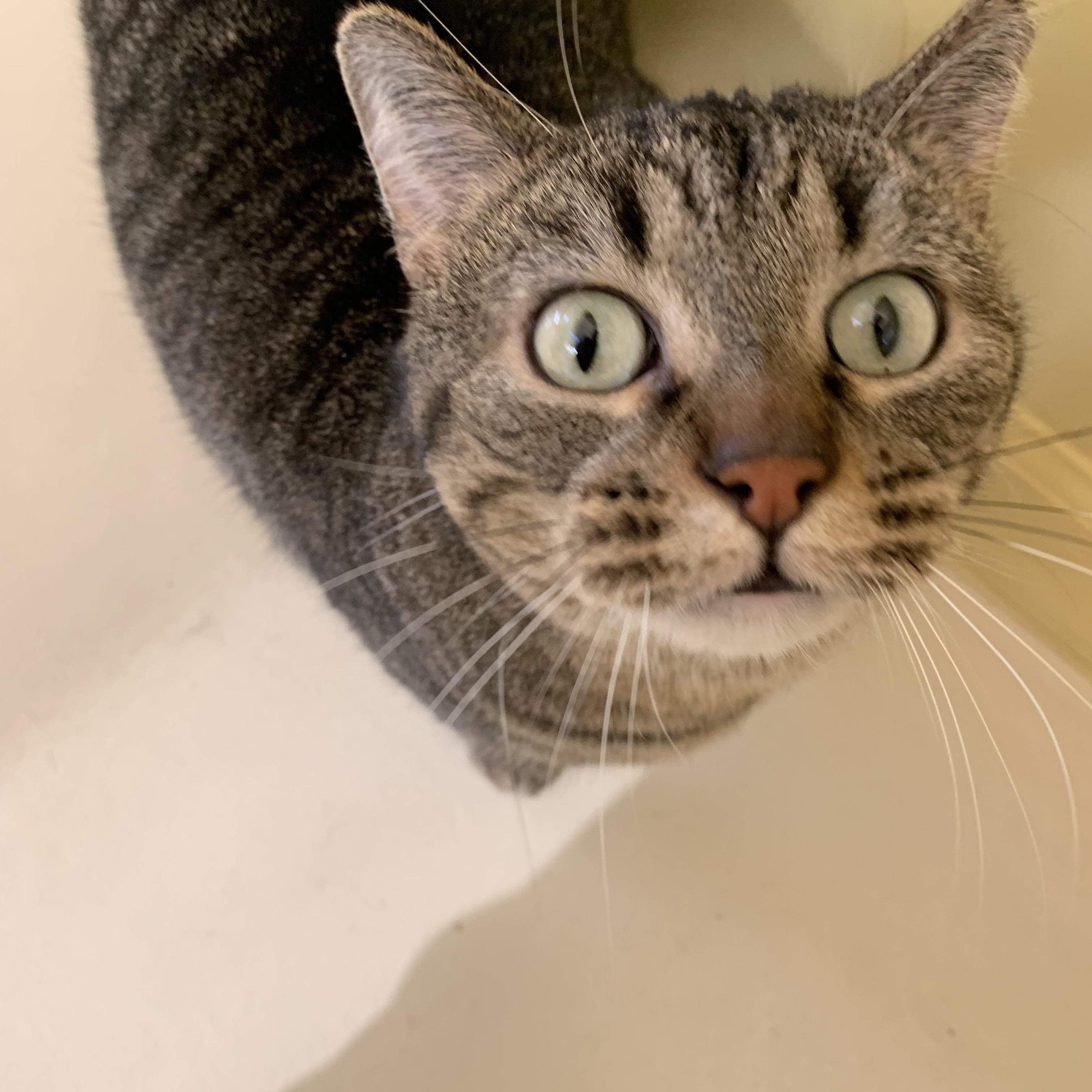 BB, Adoptable, Adult Male Domestic Short Hair.