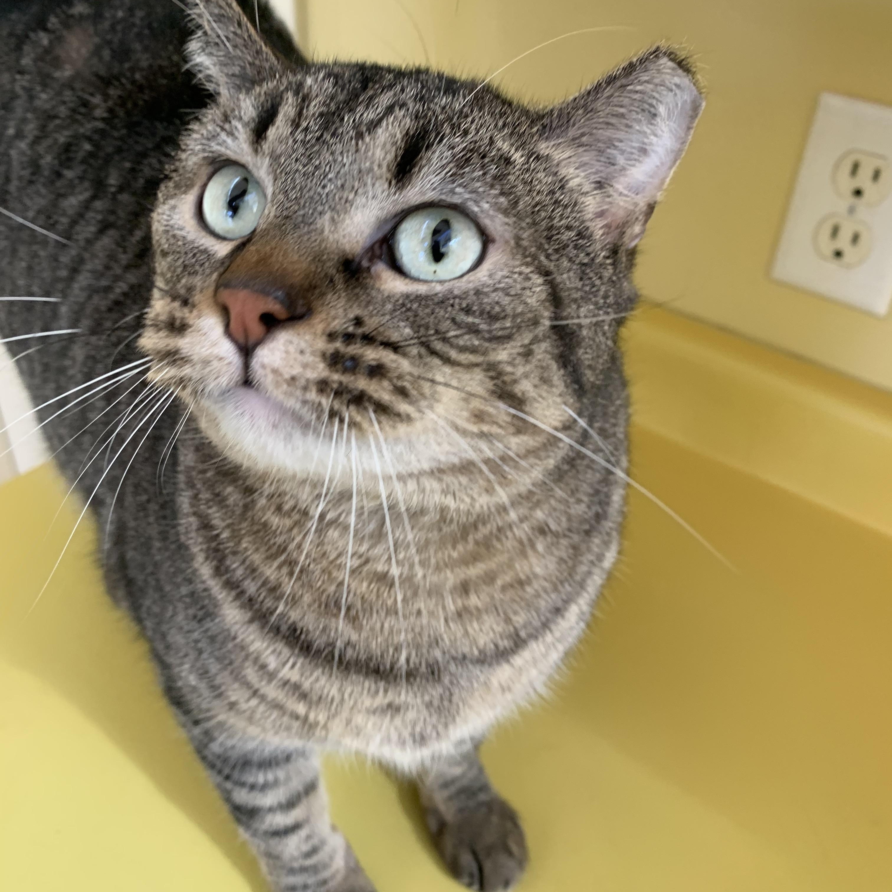 Enlarge BB, a Adoptable Domestic Short Hair in Keokuk, IA image 2/4