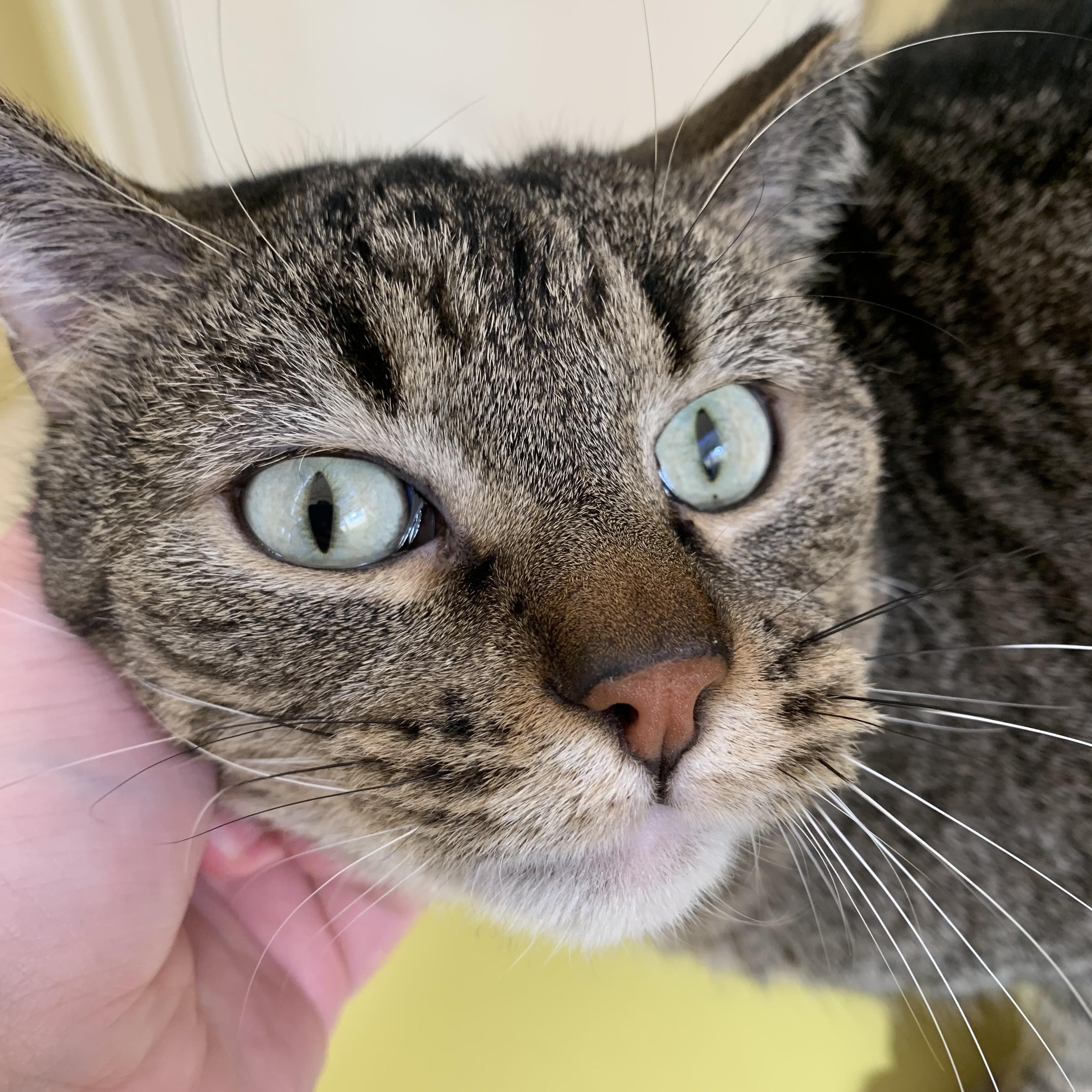 Enlarge BB, a Adoptable Domestic Short Hair in Keokuk, IA image 3/4