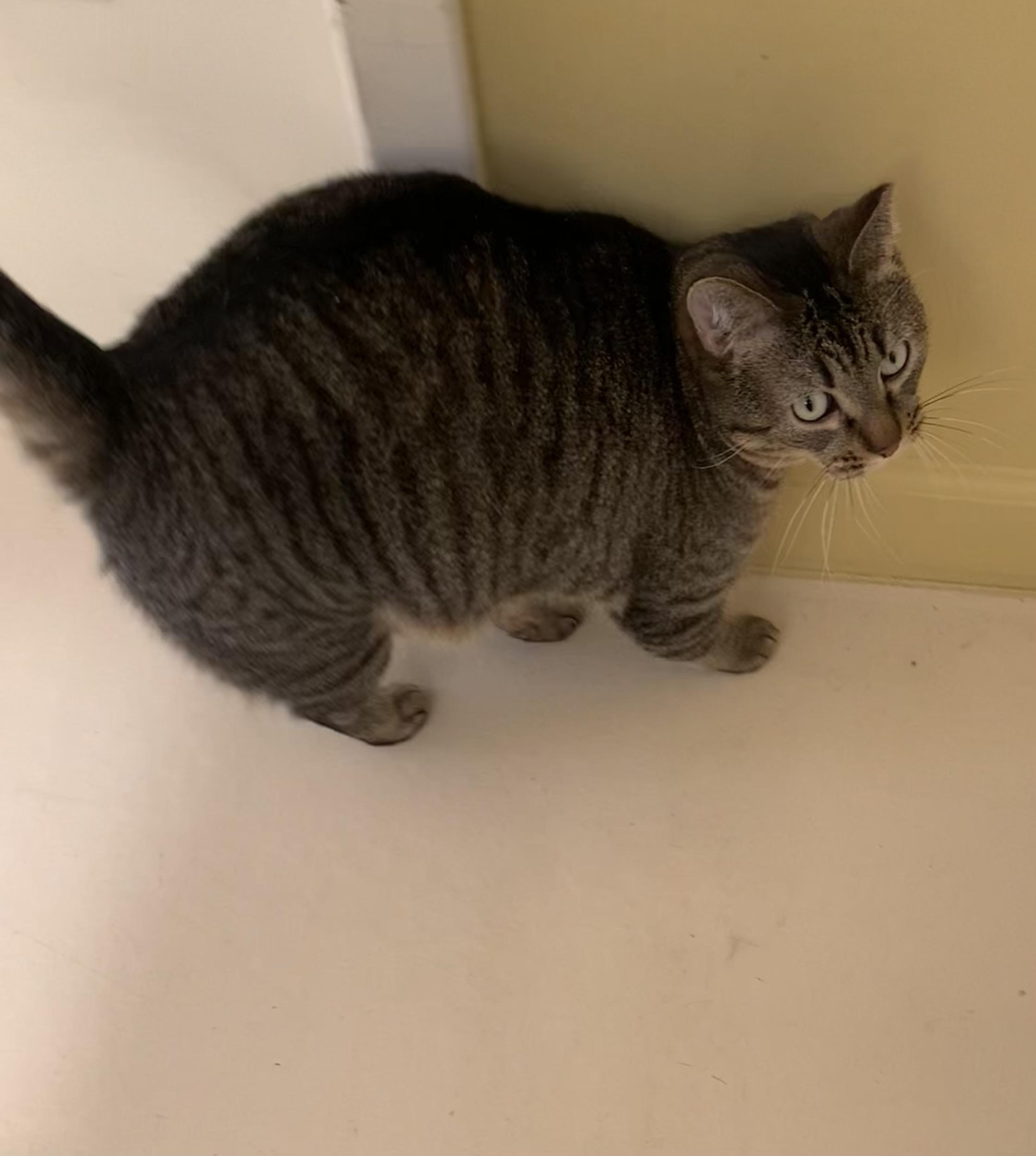 Enlarge BB, a Adoptable Domestic Short Hair in Keokuk, IA image 4/4