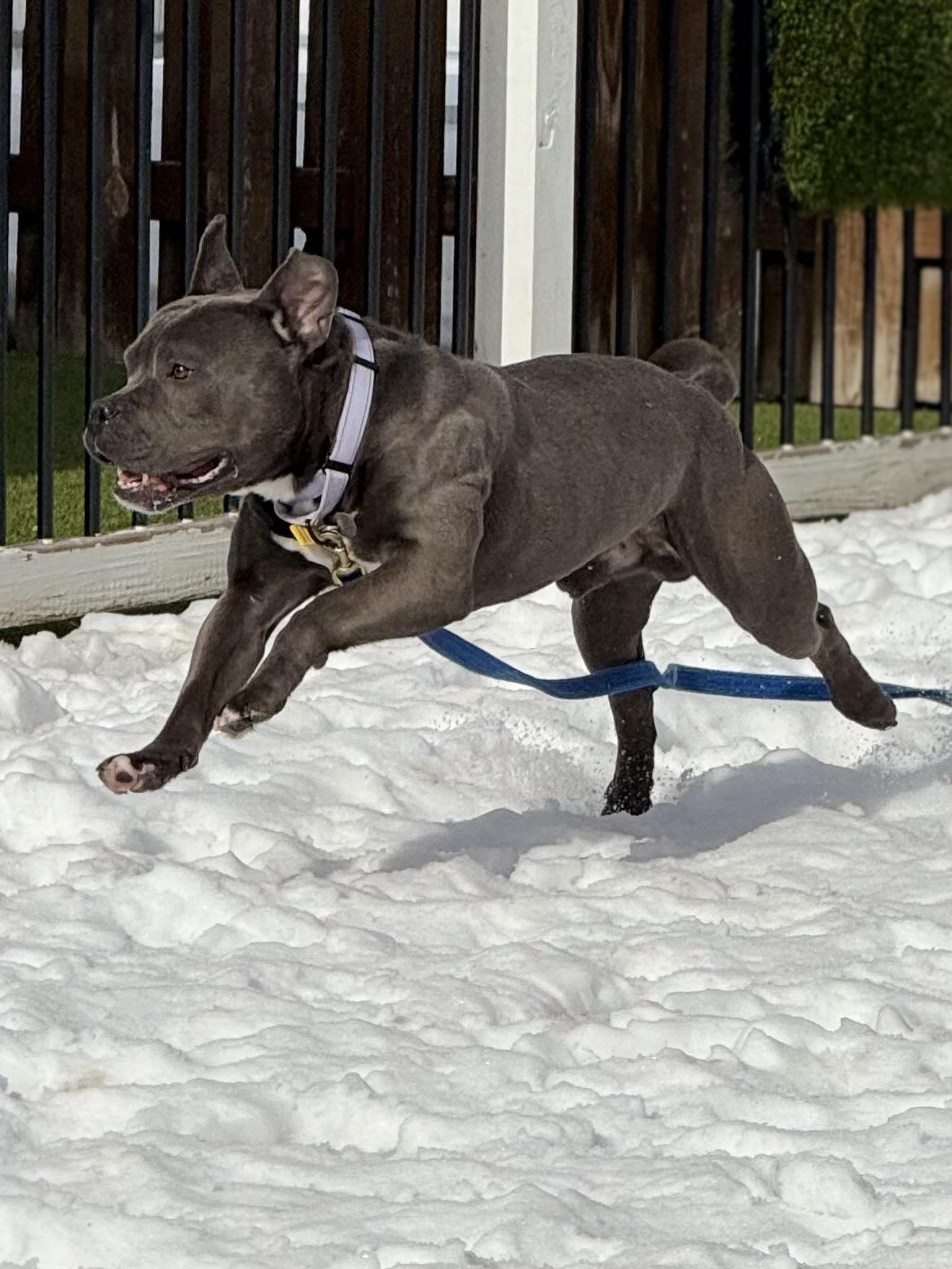 Enlarge Tonka, a ADOPTABLE American Bully in Cleveland, OH image 5/6
