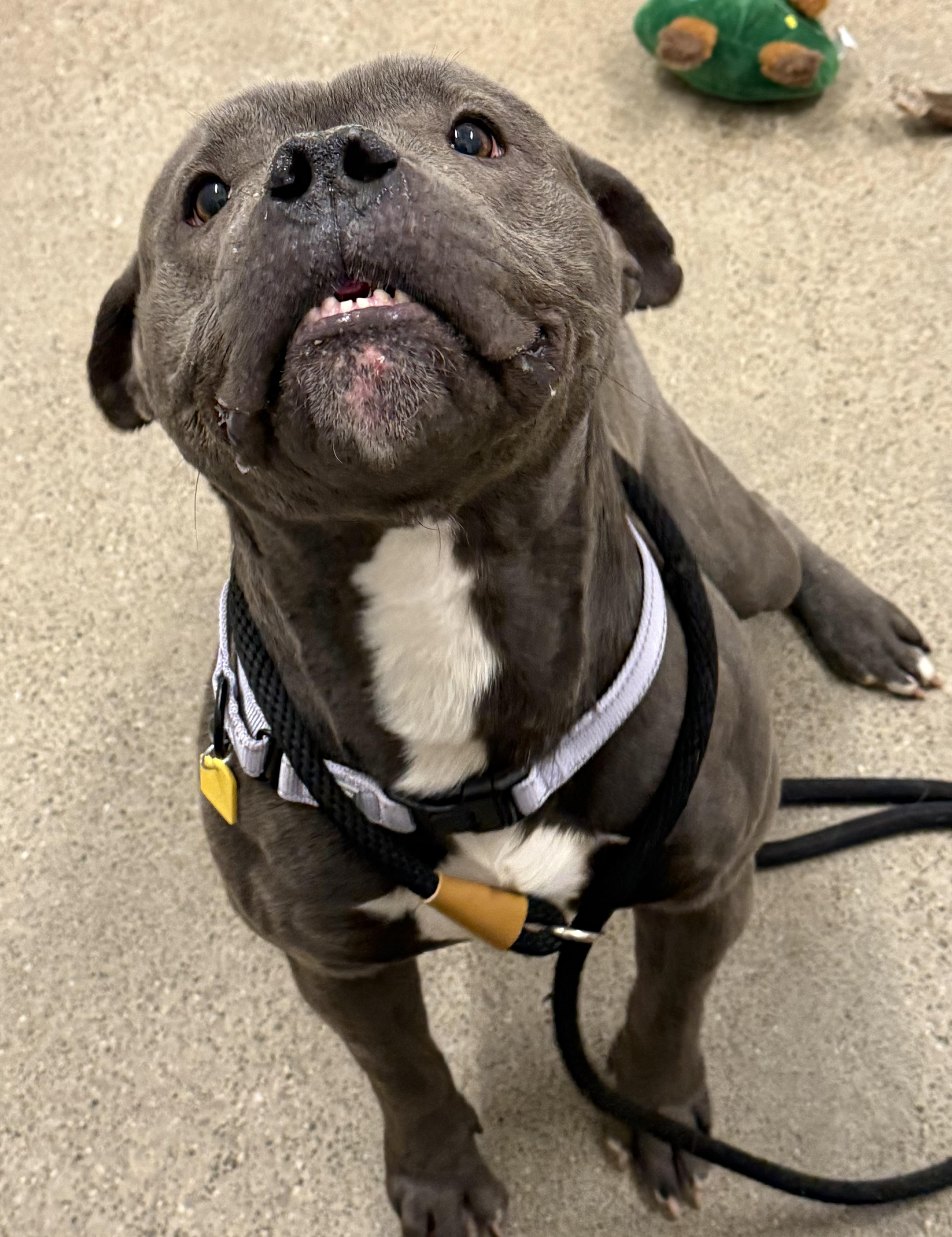 Enlarge Tonka, a ADOPTABLE American Bully in Cleveland, OH image 2/6