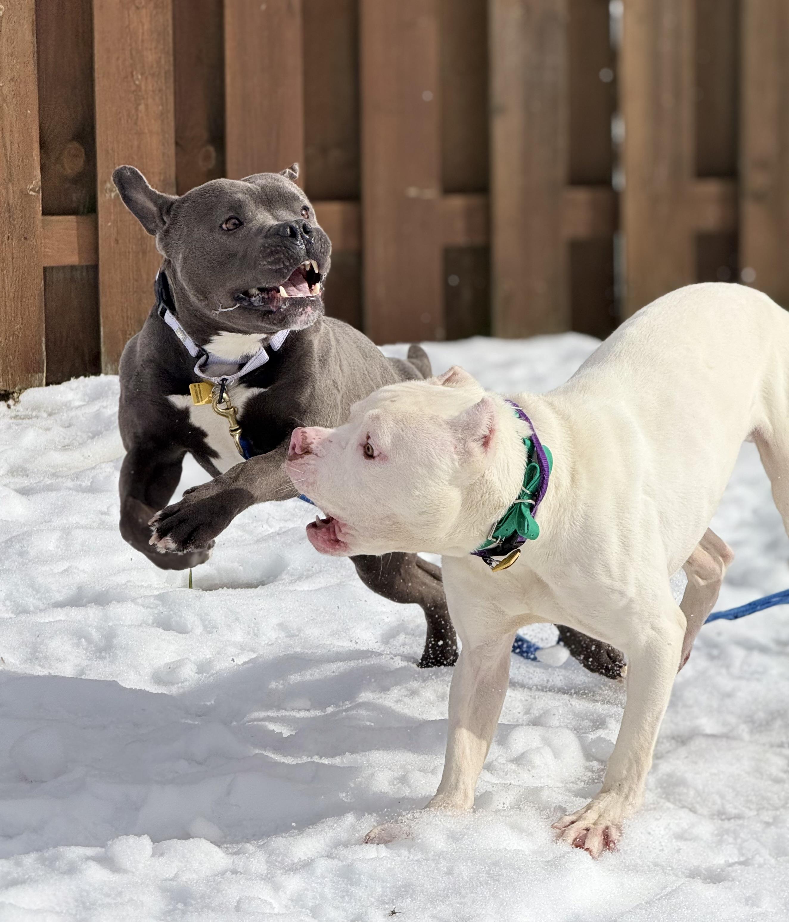 Enlarge Tonka, a ADOPTABLE American Bully in Cleveland, OH image 6/6