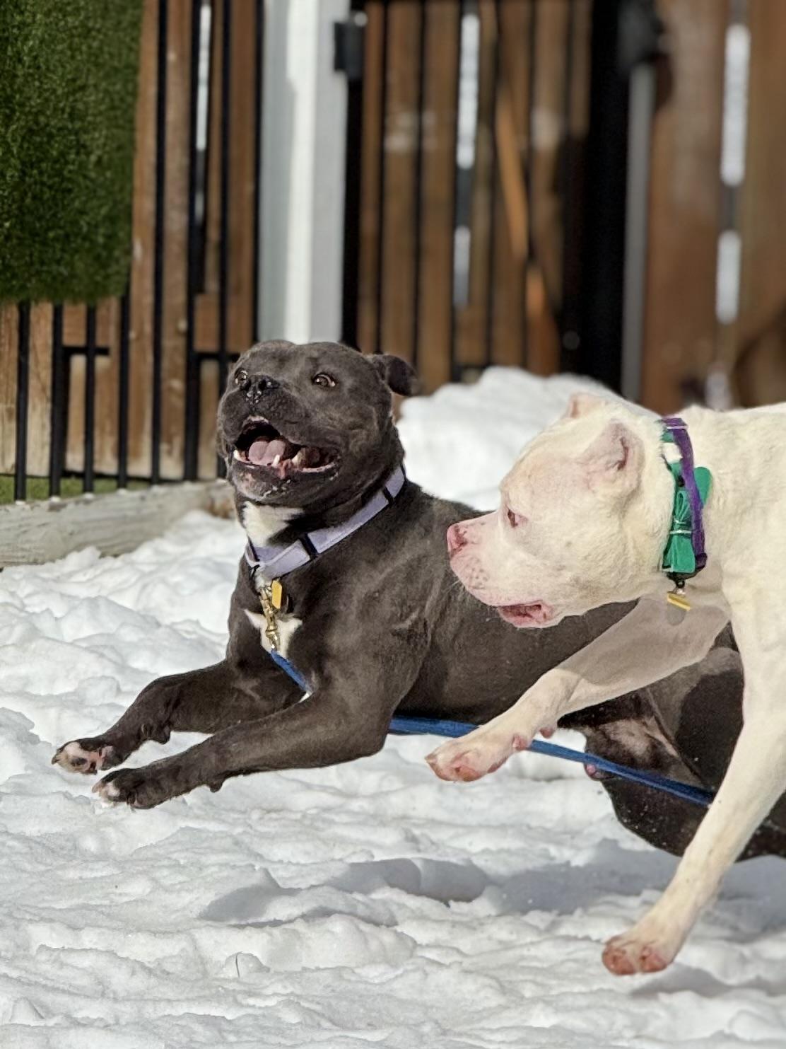 Enlarge Tonka, a ADOPTABLE American Bully in Cleveland, OH image 4/6