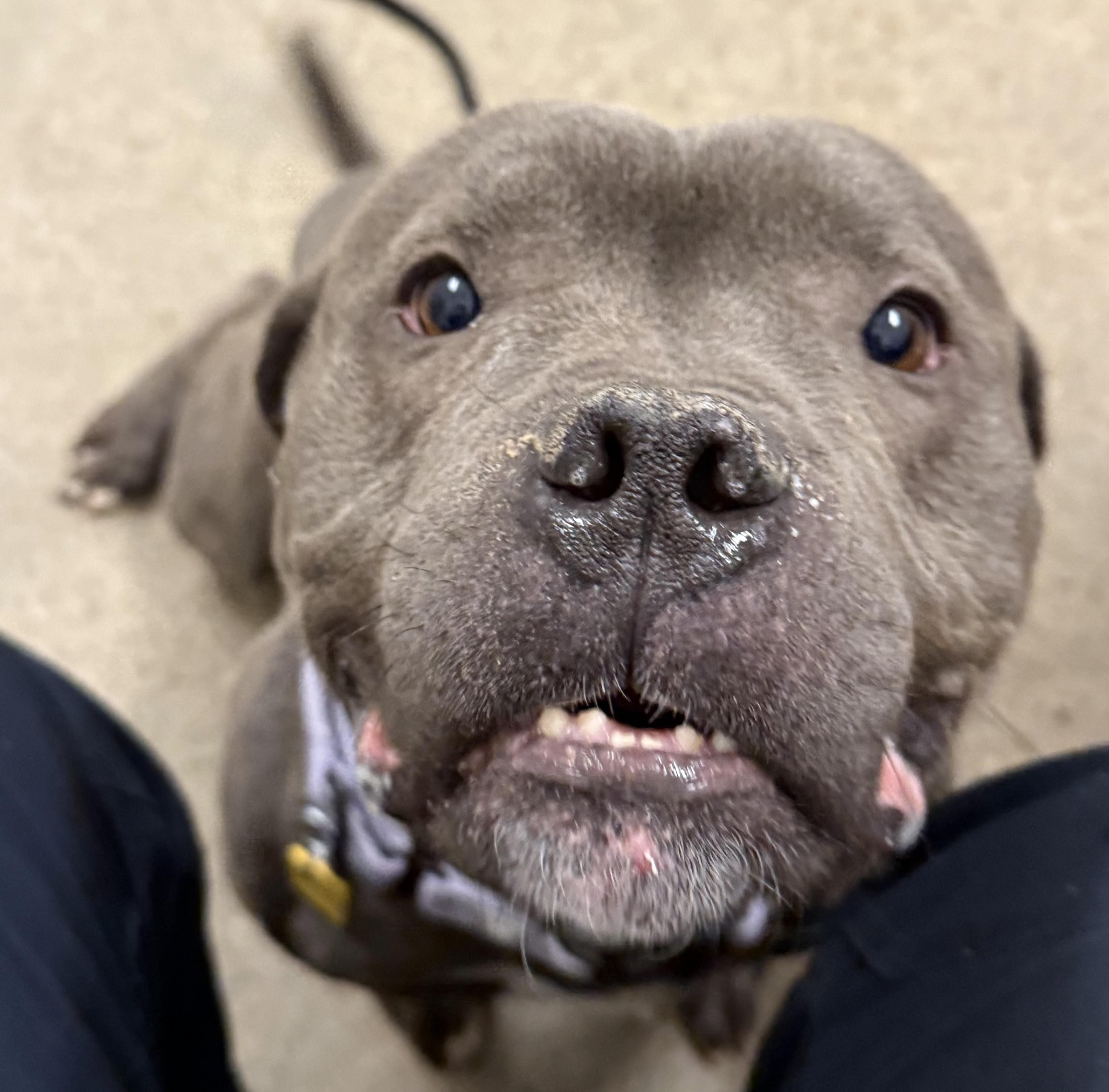 Enlarge Tonka, a ADOPTABLE American Bully in Cleveland, OH image 3/6