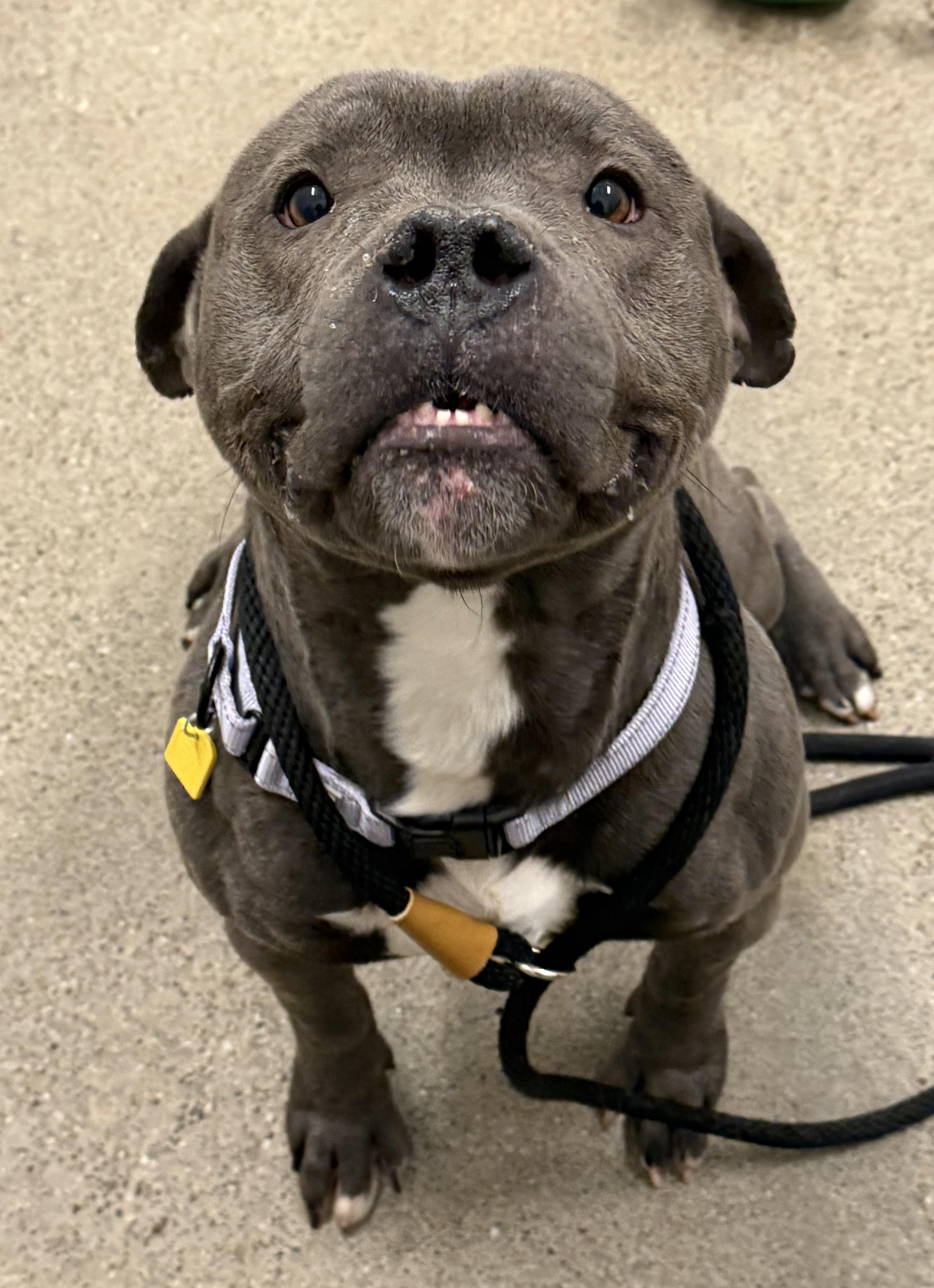 Enlarge Tonka, a ADOPTABLE American Bully in Cleveland, OH image 1/6