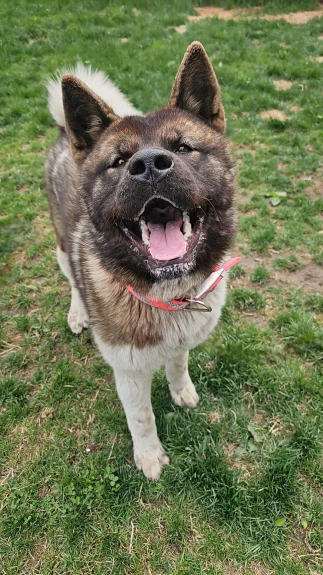 Kierra AKA KIKI, Adopted, Young Female Akita.