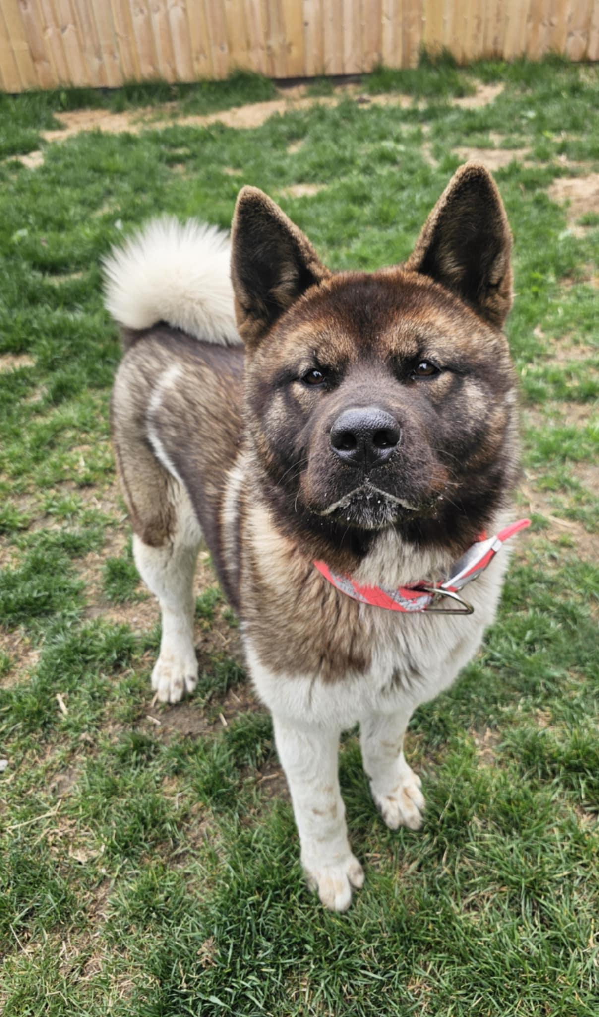 Enlarge Kierra AKA KIKI, a Adopted Akita in Chicago, IL image 2/5