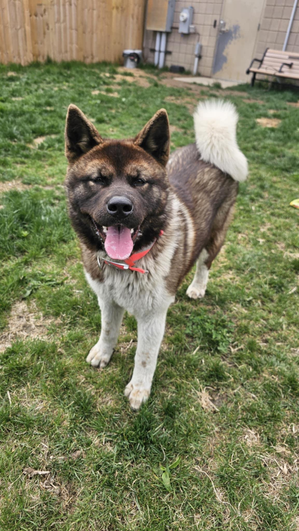 Enlarge Kierra AKA KIKI, a Adopted Akita in Chicago, IL image 3/5