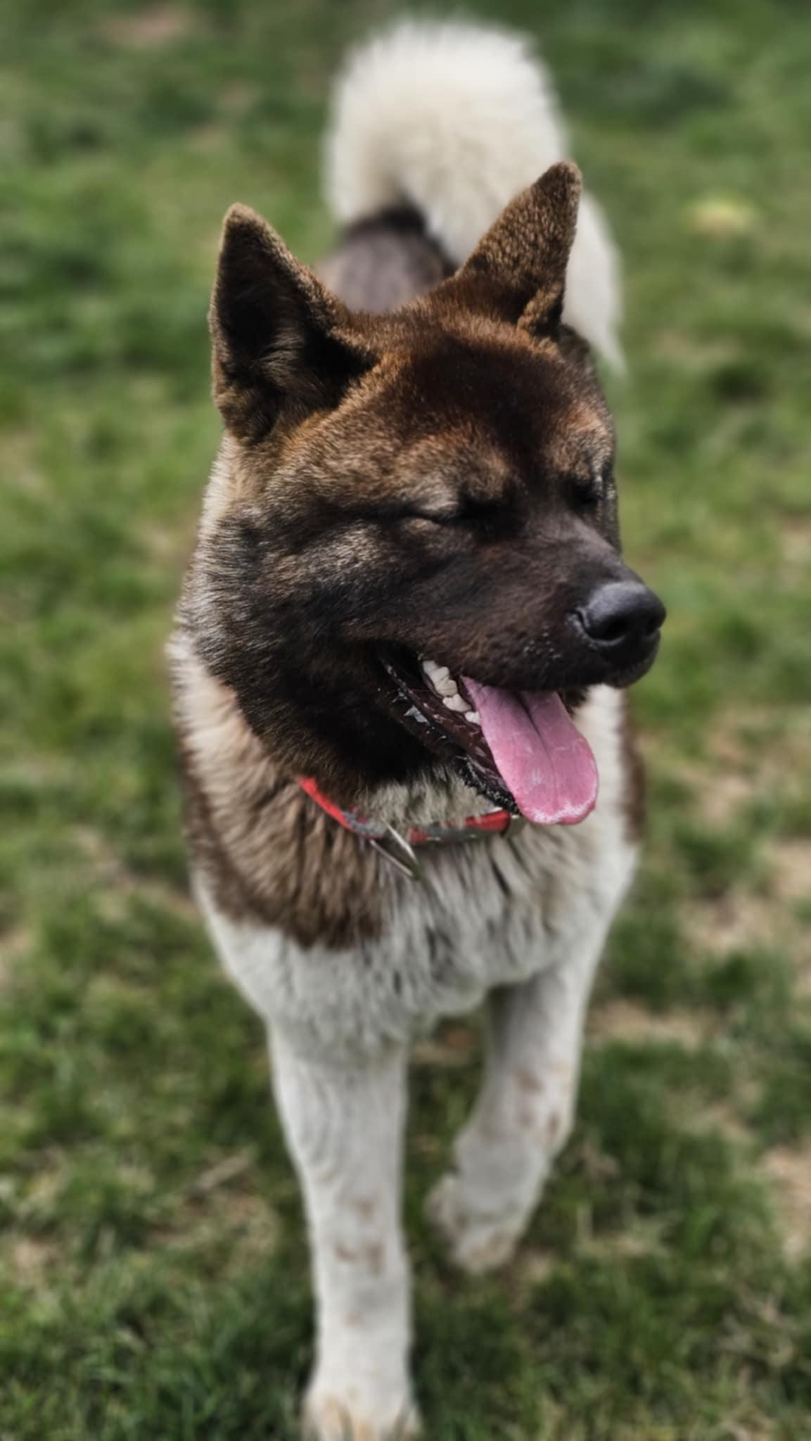 Enlarge Kierra AKA KIKI, a Adopted Akita in Chicago, IL image 4/5