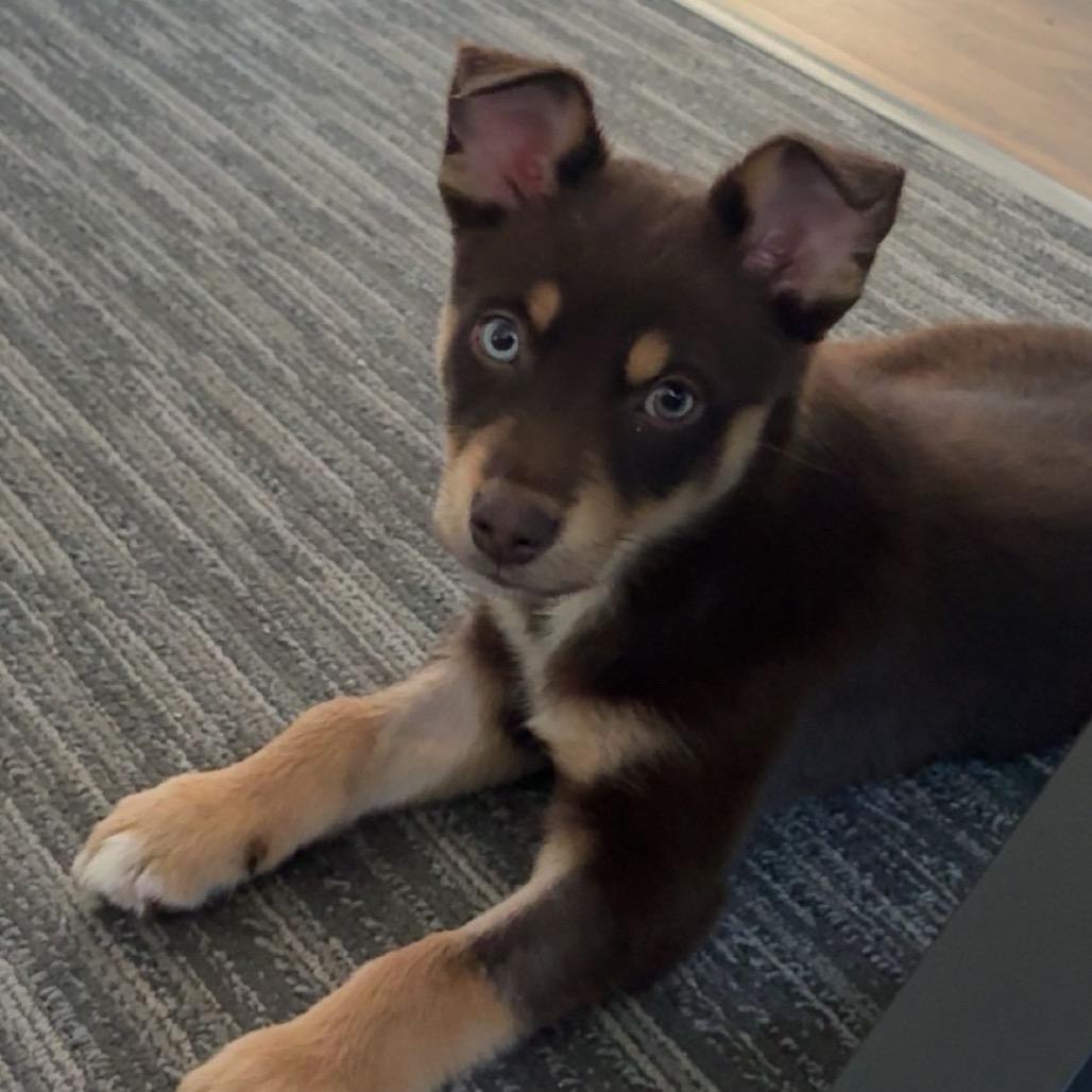 Jem, Adoptable, Puppy Male Australian Shepherd.