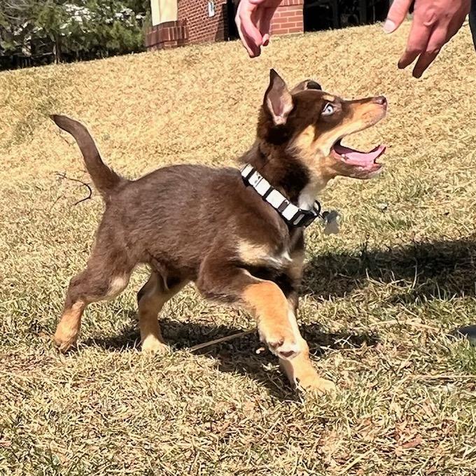 Enlarge Jem, a Adoptable mixed breed in Fort Collins, CO image 2/6