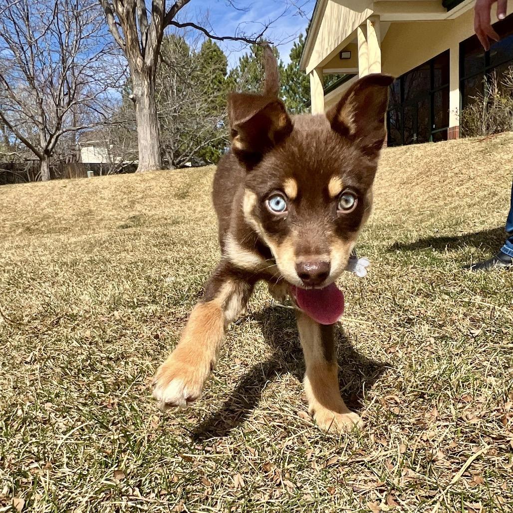 Enlarge Jem, a Adoptable mixed breed in Fort Collins, CO image 3/6