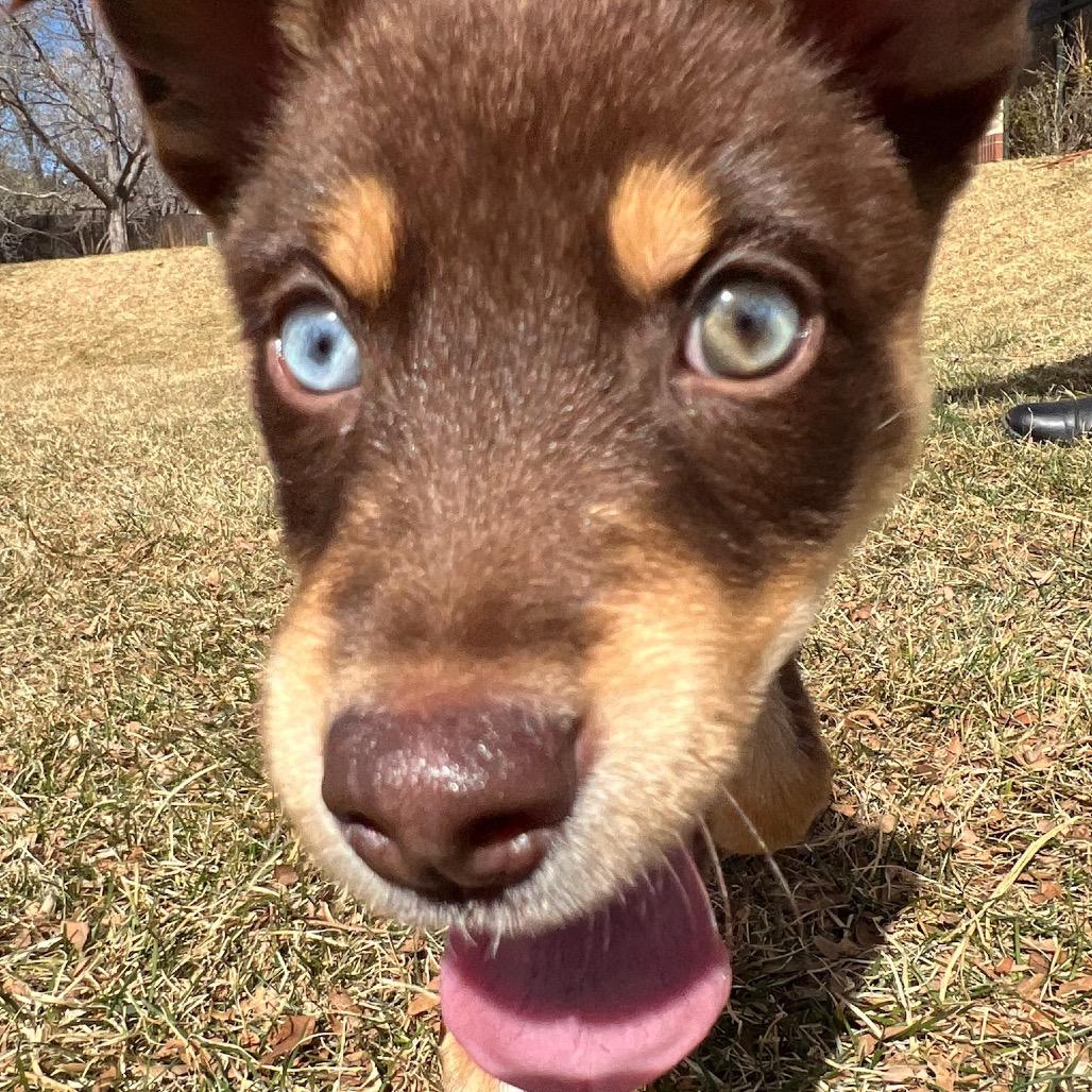 Enlarge Jem, a Adoptable mixed breed in Fort Collins, CO image 4/6
