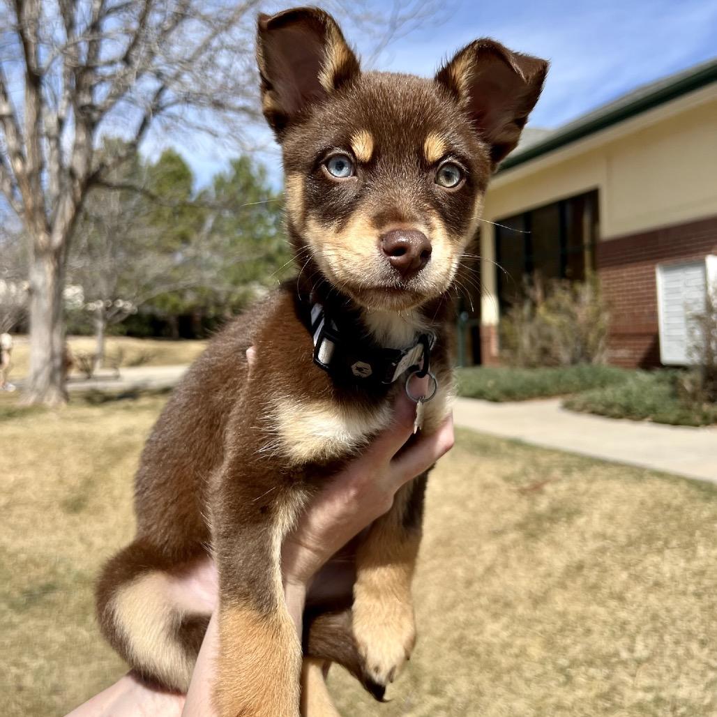 Enlarge Jem, a Adoptable mixed breed in Fort Collins, CO image 5/6